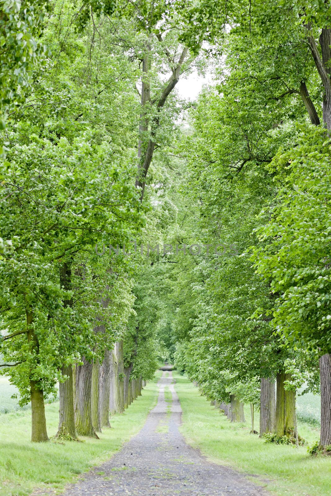 spring alley