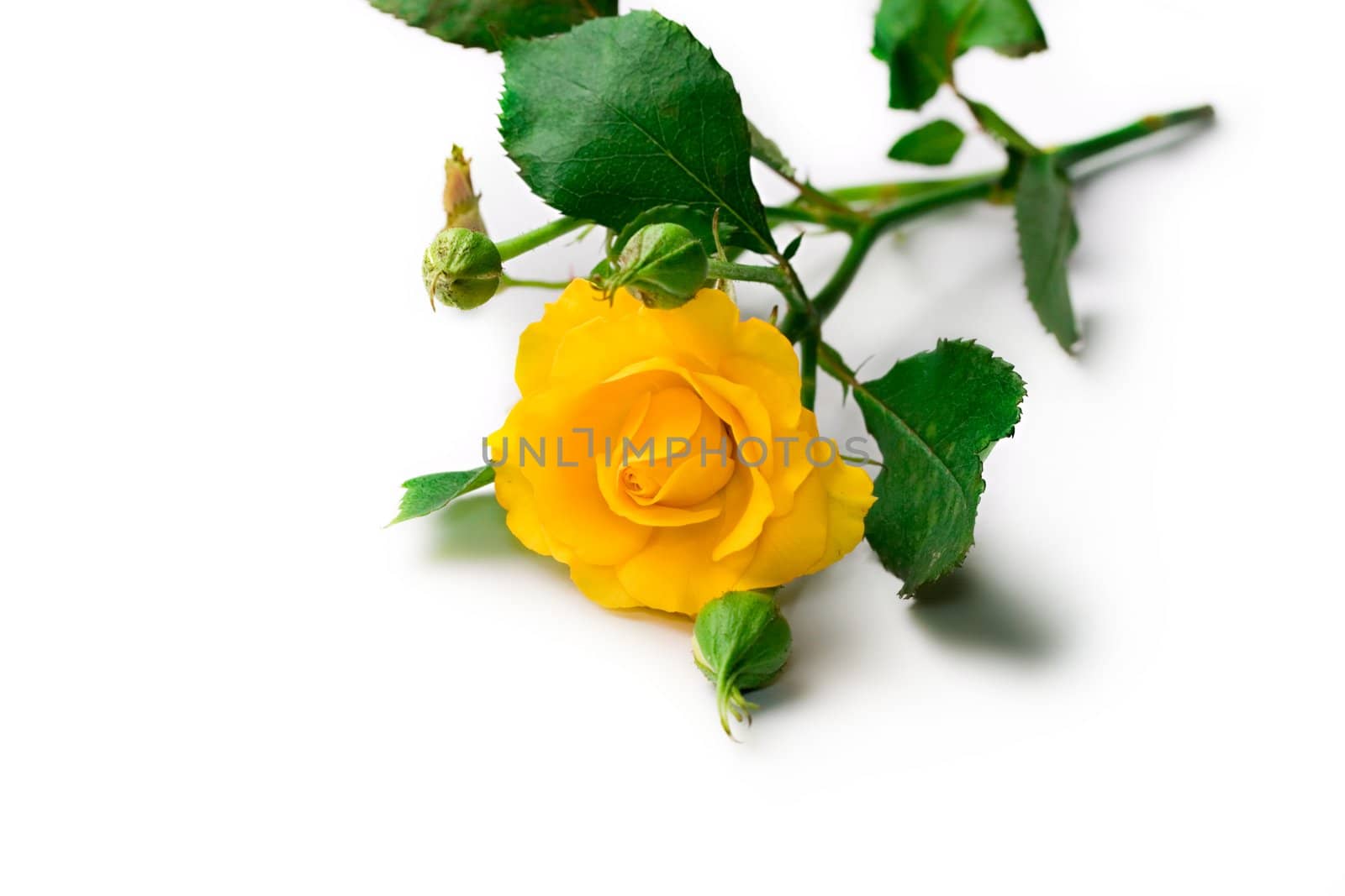 Yellow rose isolated on white