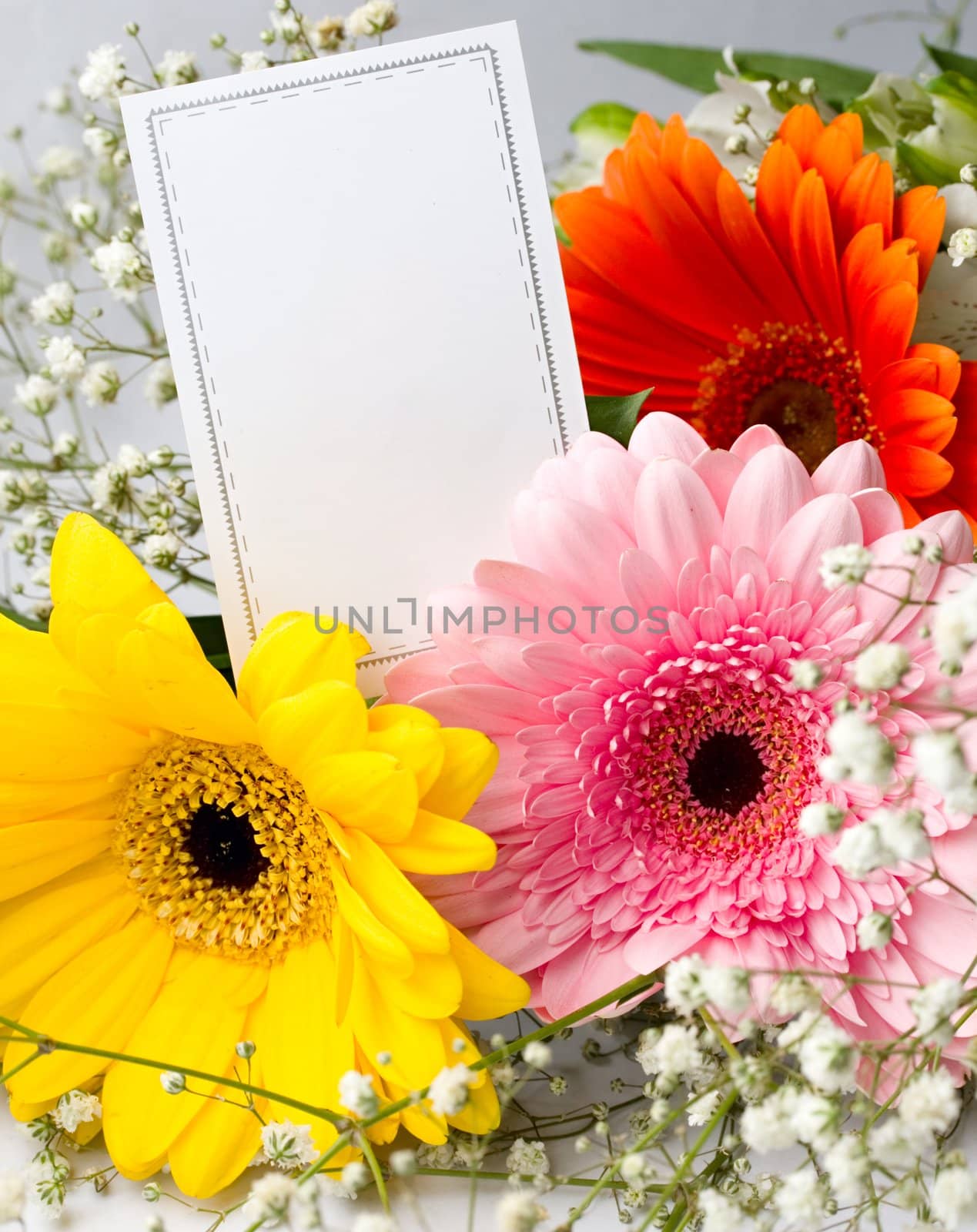 Gerberas isolated on white by Garsya