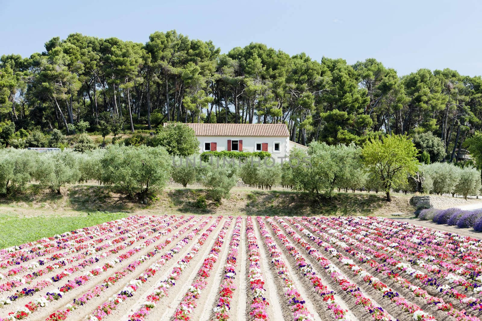flower field, Provence, France