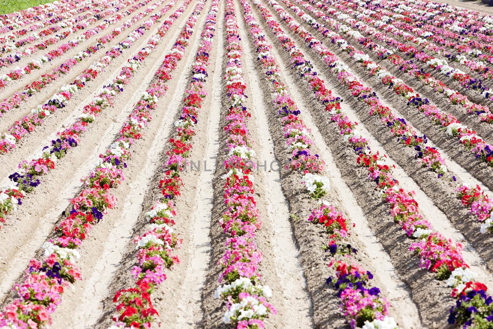 flower field, Provence, France