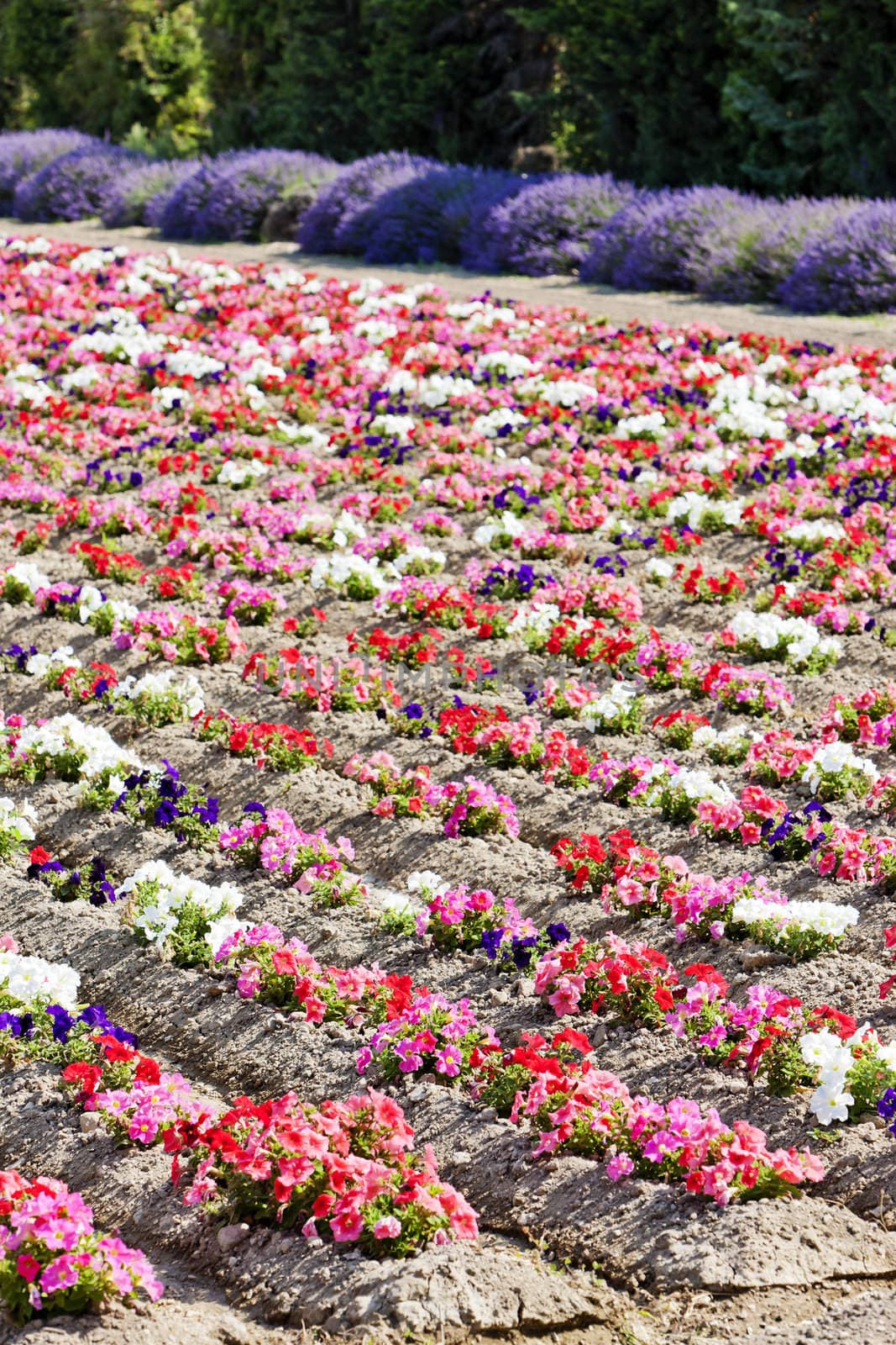 flower field, Provence, France