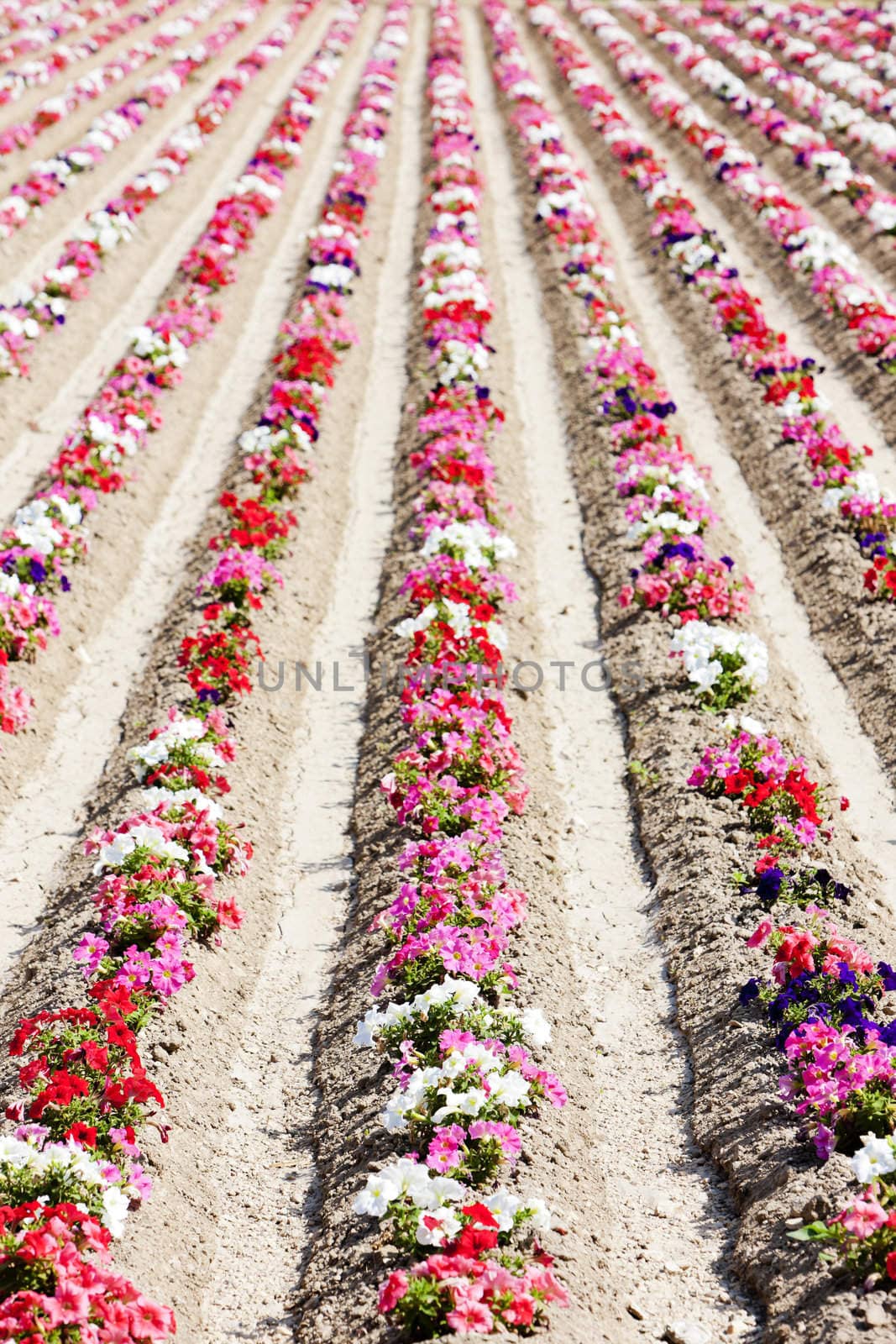 flower field, Provence, France