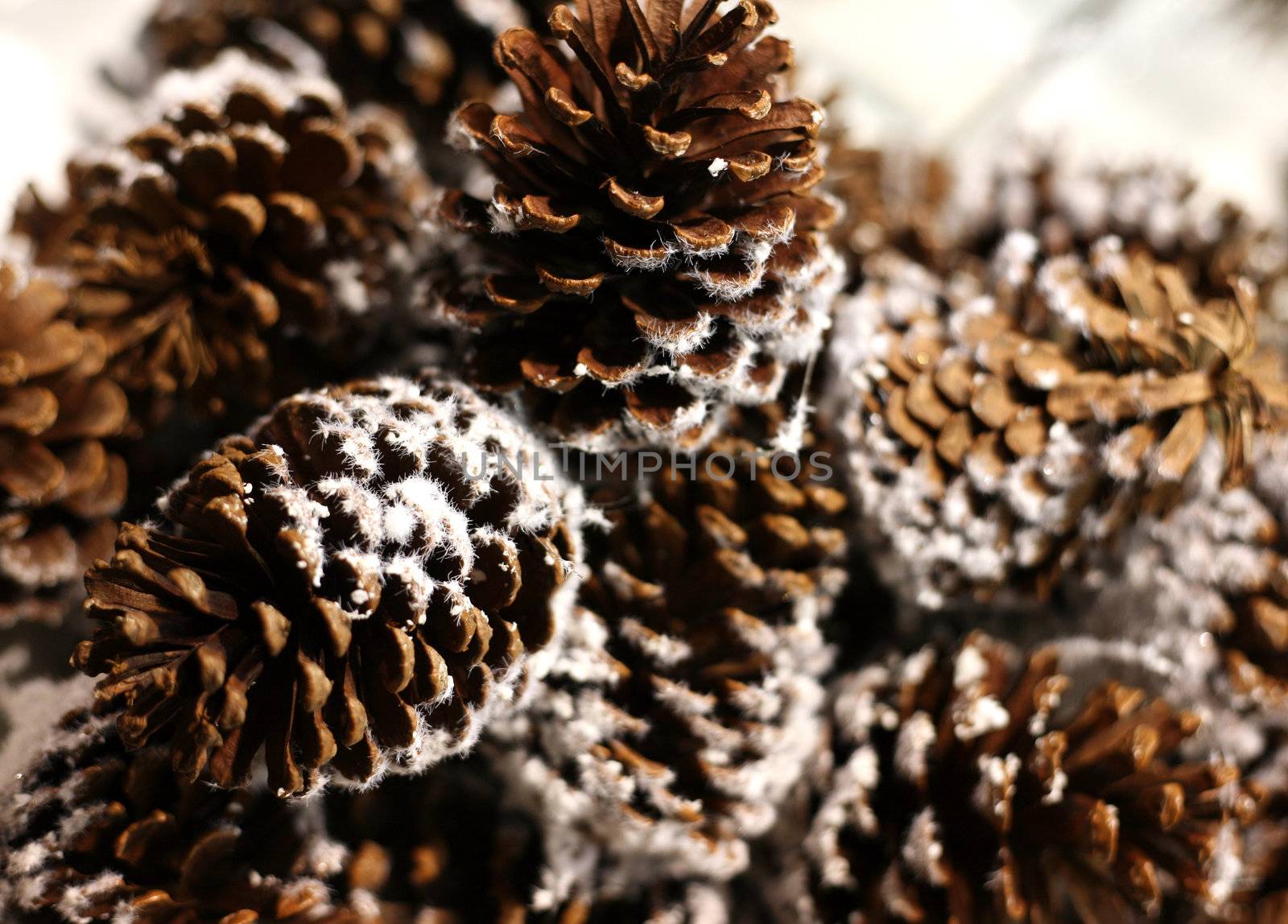 Pine cones in snow on a tree of fur-tree