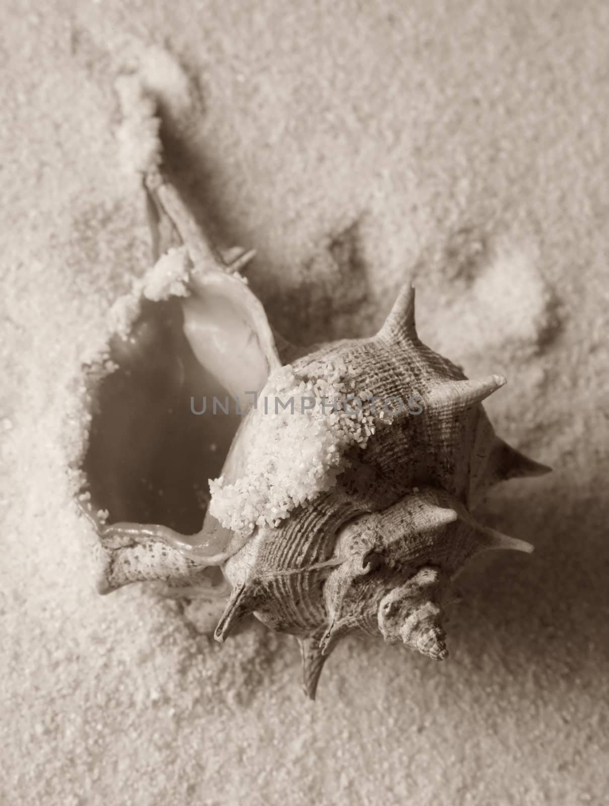 The image of a cockleshell close-up on sand