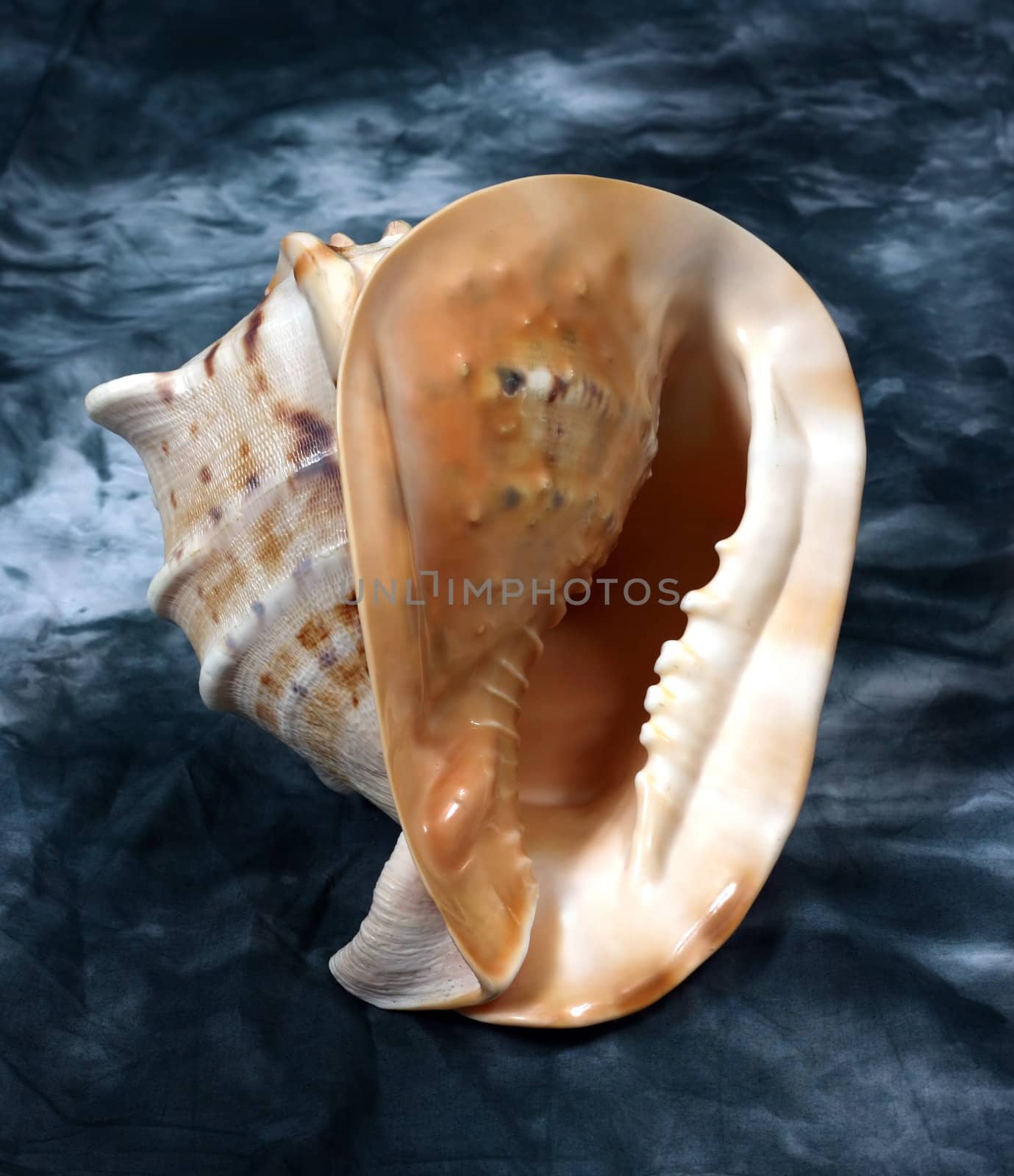 Cockleshells from ocean on an abstract background