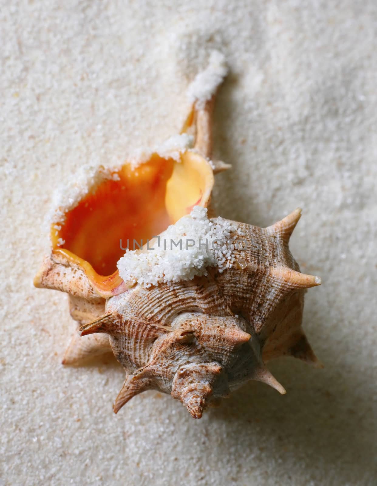 The image of a cockleshell close-up on sand