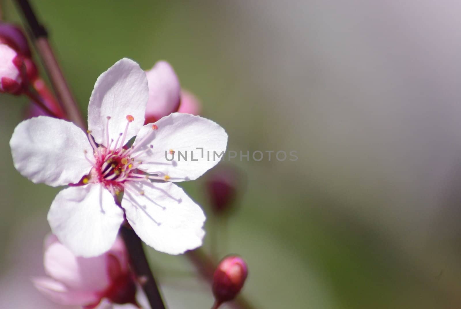 macro photo of pink blossom on plum tree with bokeh 