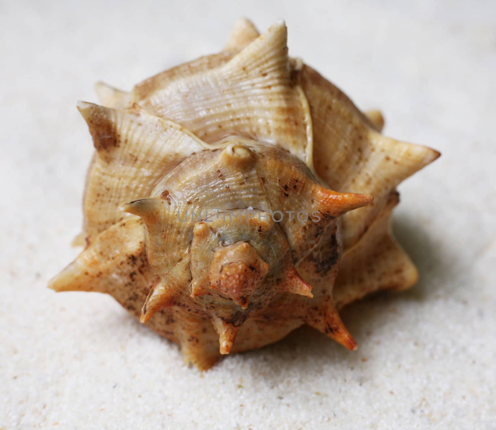 The image of a cockleshell close-up on sand
