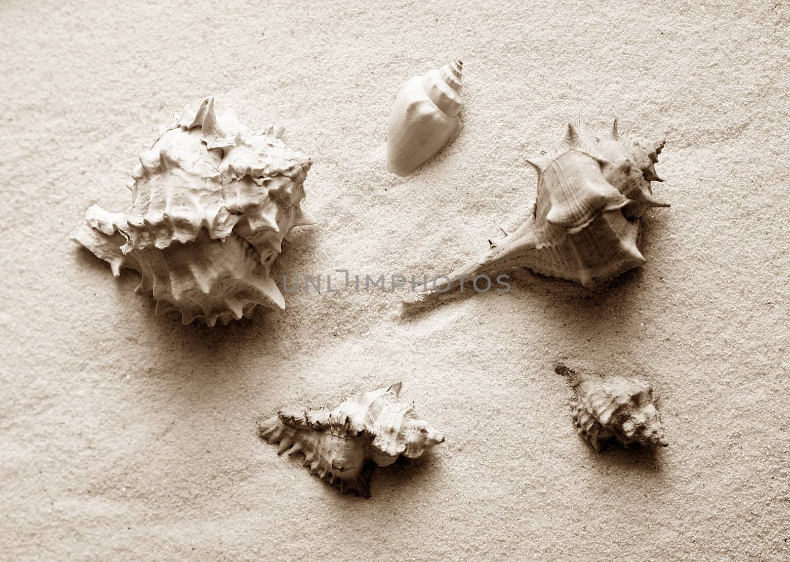 The image of a cockleshell close-up on sand