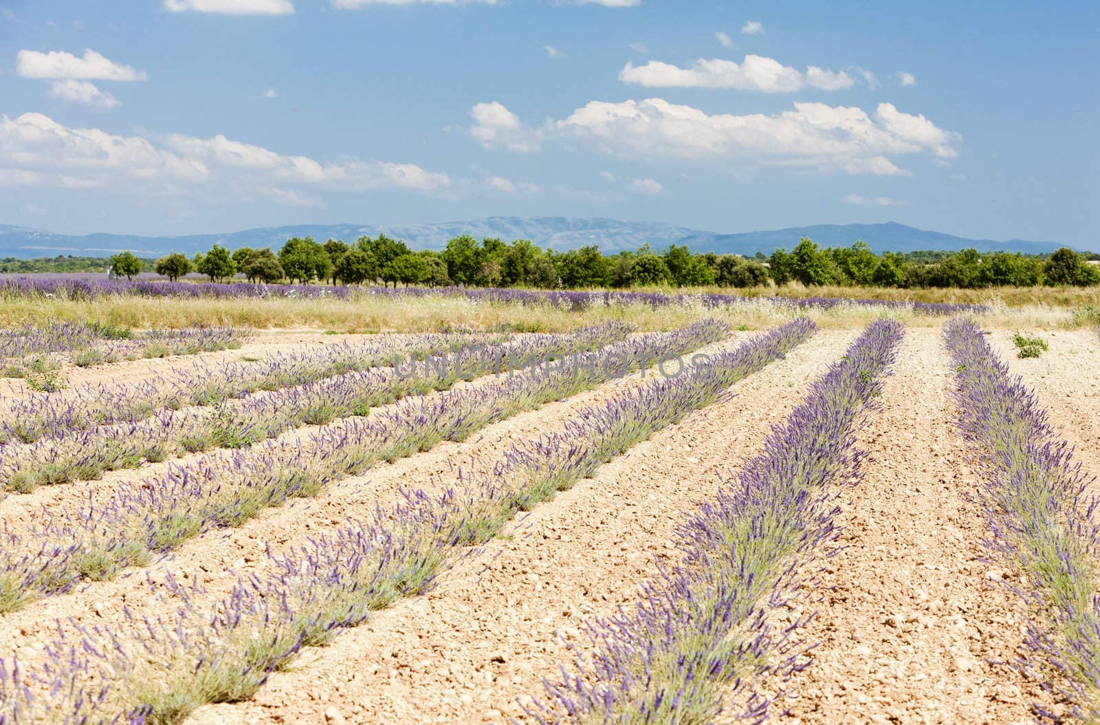 lavender field, Plateau de Valensole, Provence, France