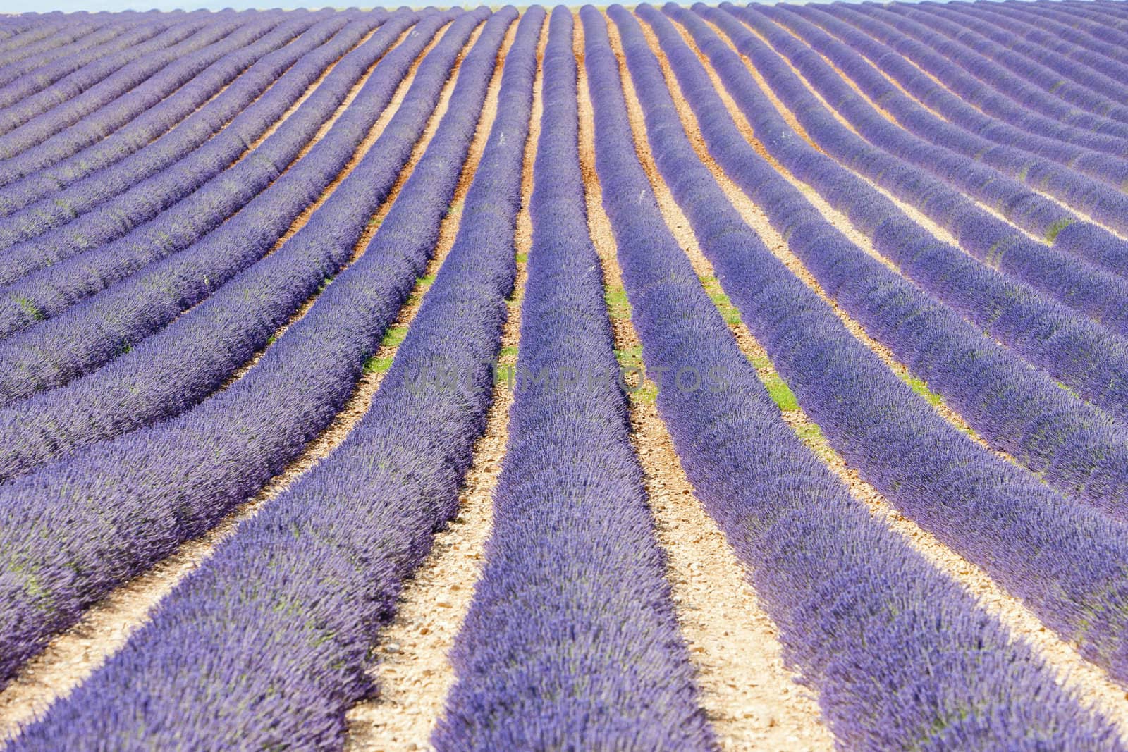 lavender field, Plateau de Valensole, Provence, France