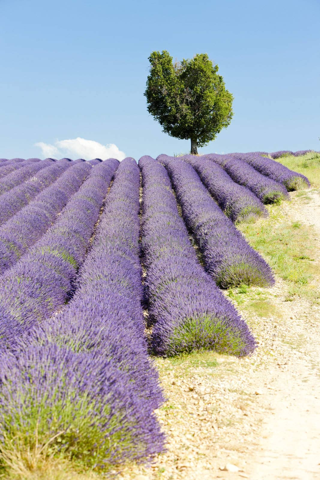 lavender field, Plateau de Valensole, Provence, France