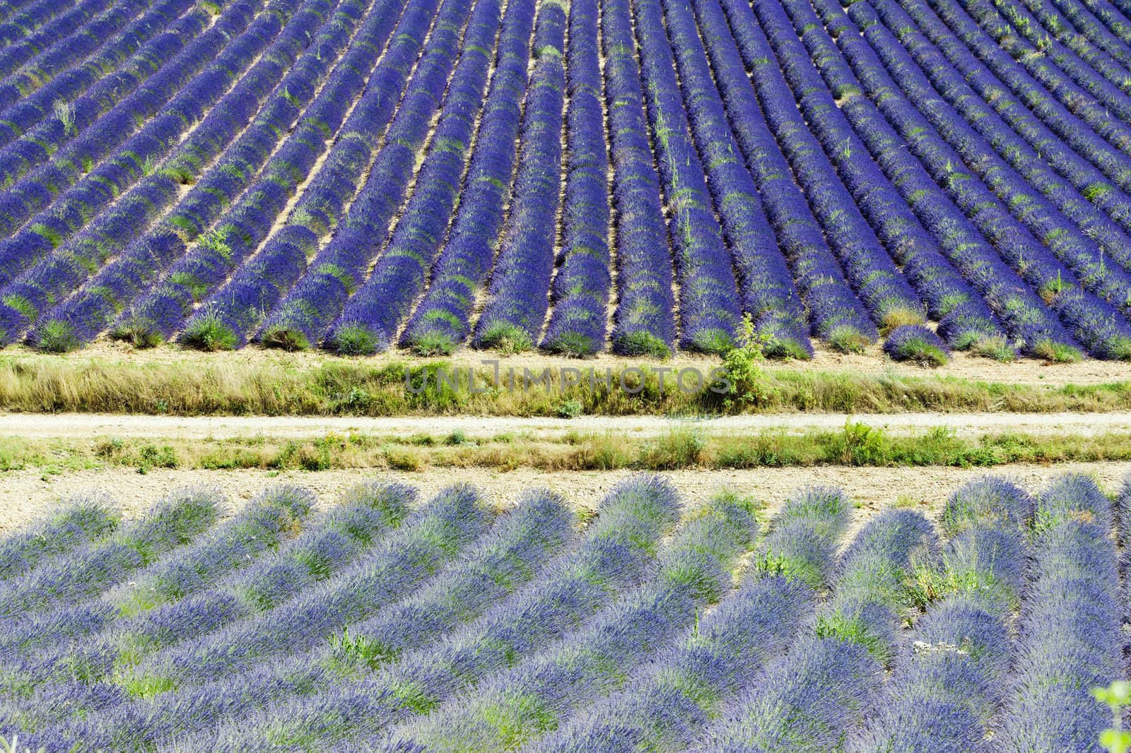 lavender field, Plateau de Valensole, Provence, France