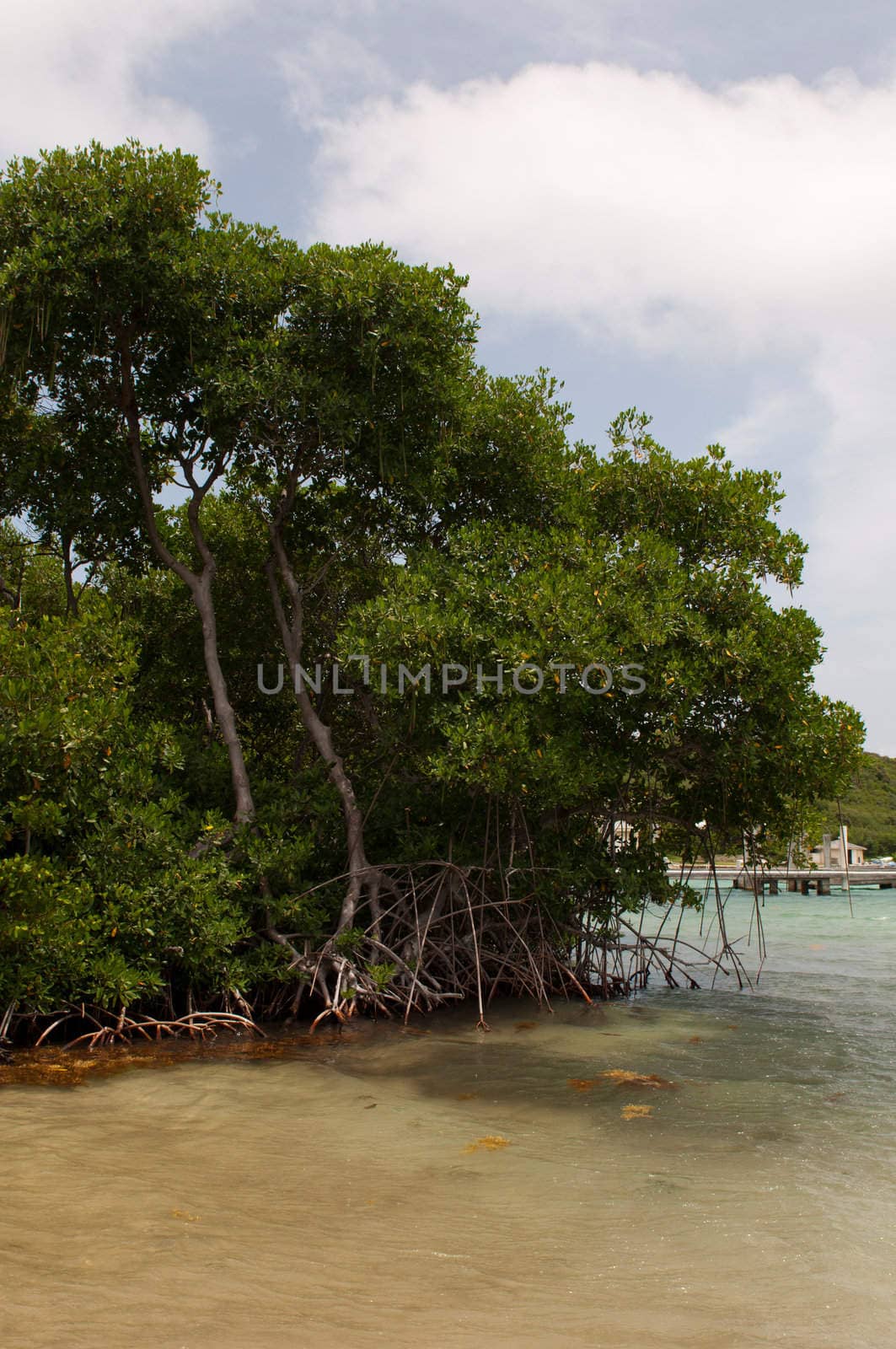 beautiful red mangrove tree (Rhizophora mangle) on the beach, Antigua