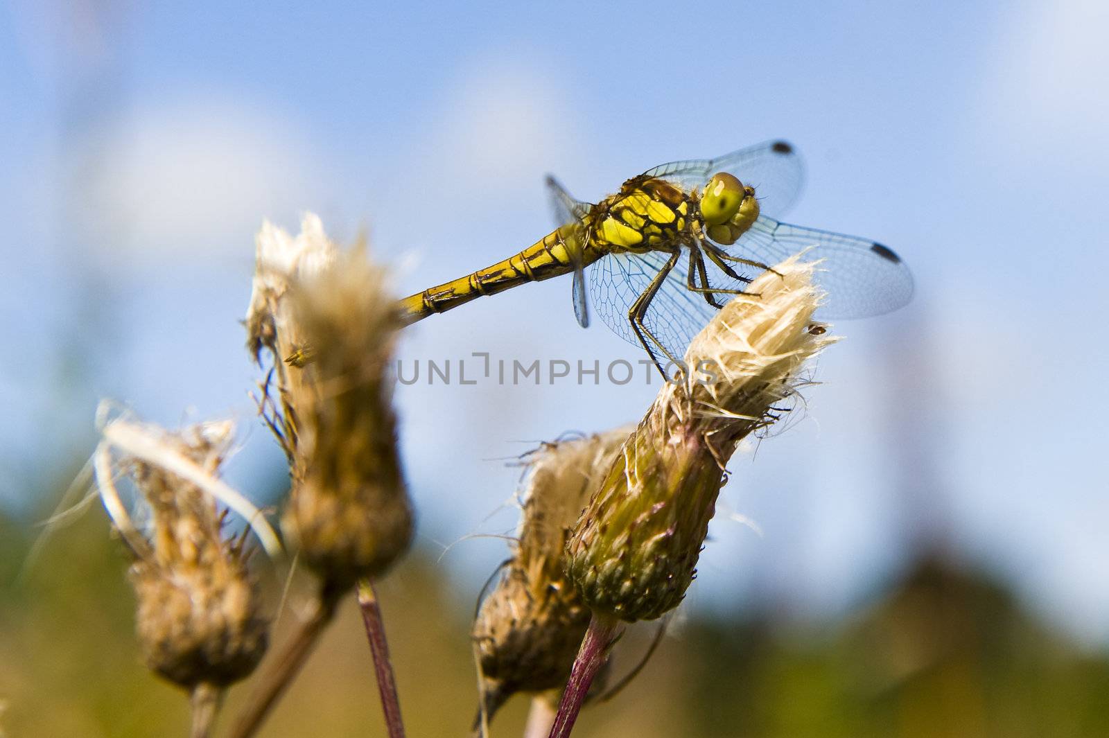Dragonfly by kenneththunes