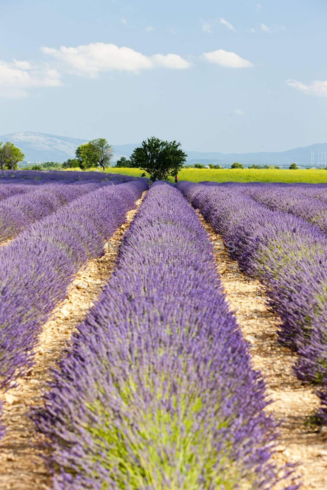 lavender field, Plateau de Valensole, Provence, France