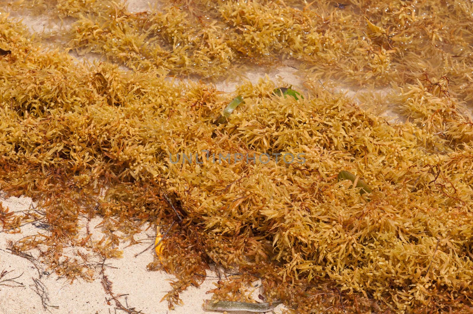 Seaweed by luissantos84