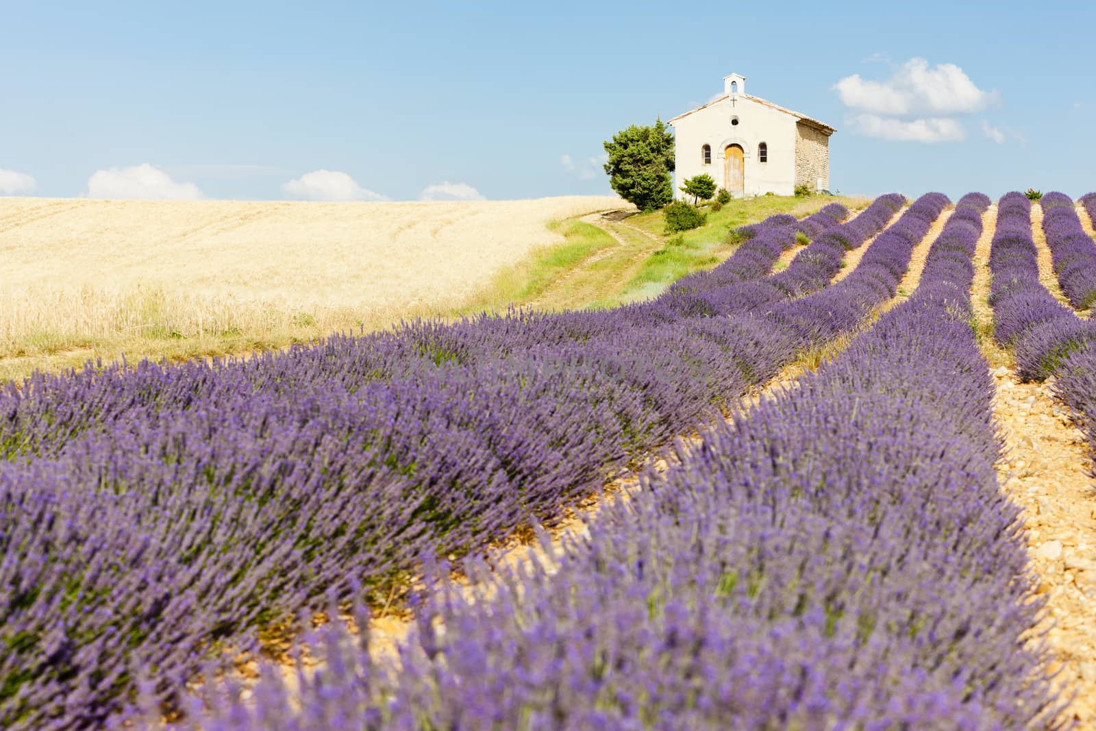 chapel with lavender and grain fields, Plateau de Valensole, Provence, France