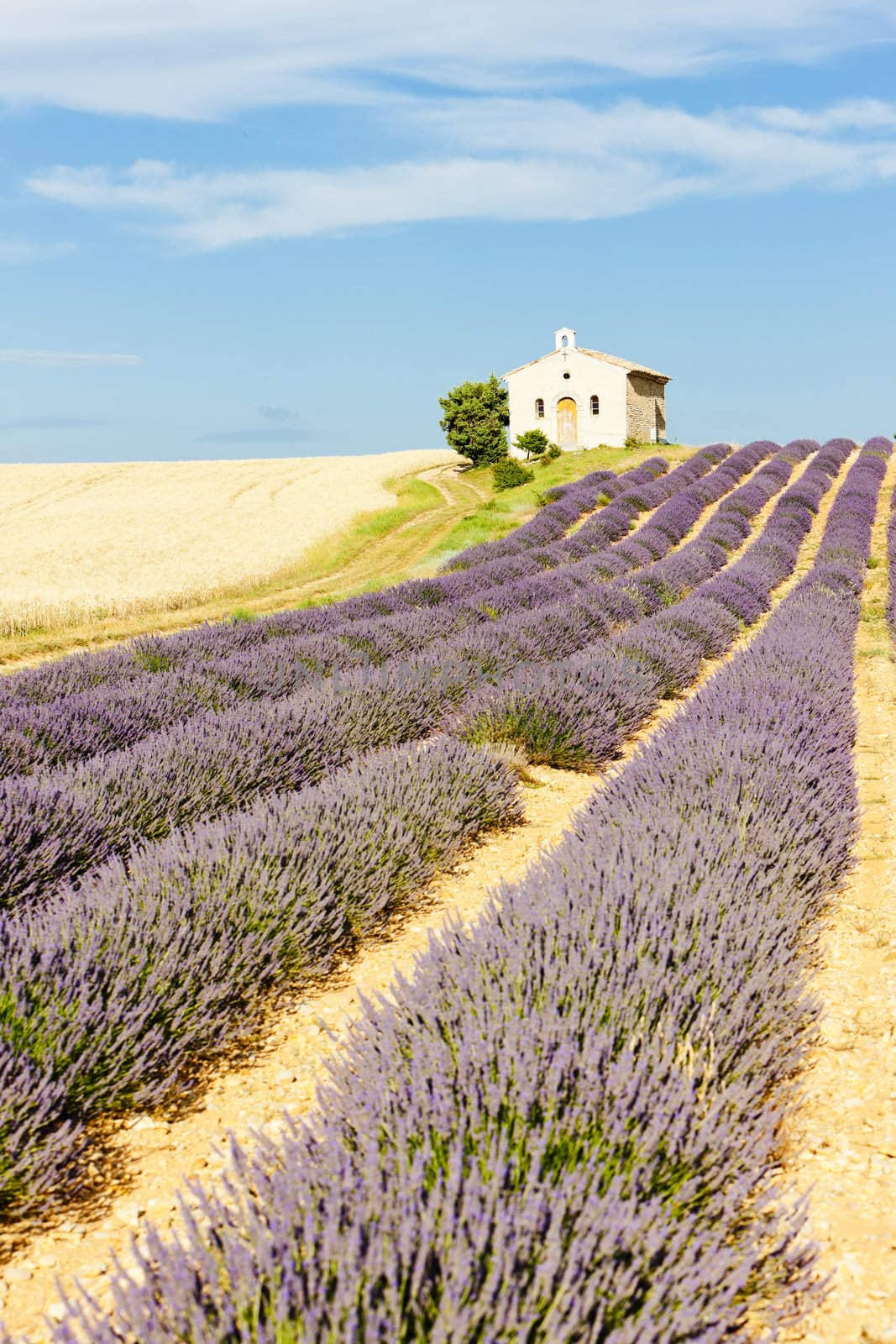 chapel with lavender and grain fields, Plateau de Valensole, Provence, France