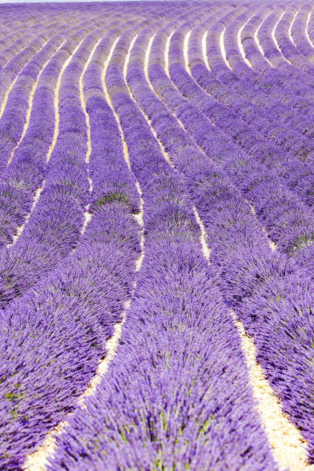lavender field, Plateau de Valensole, Provence, France