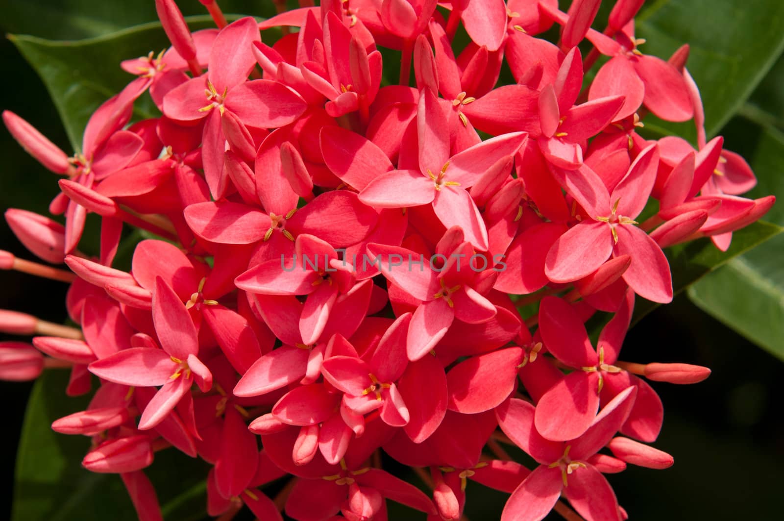 gorgeous pink ixora flower (Rubiaceae family) in Antigua