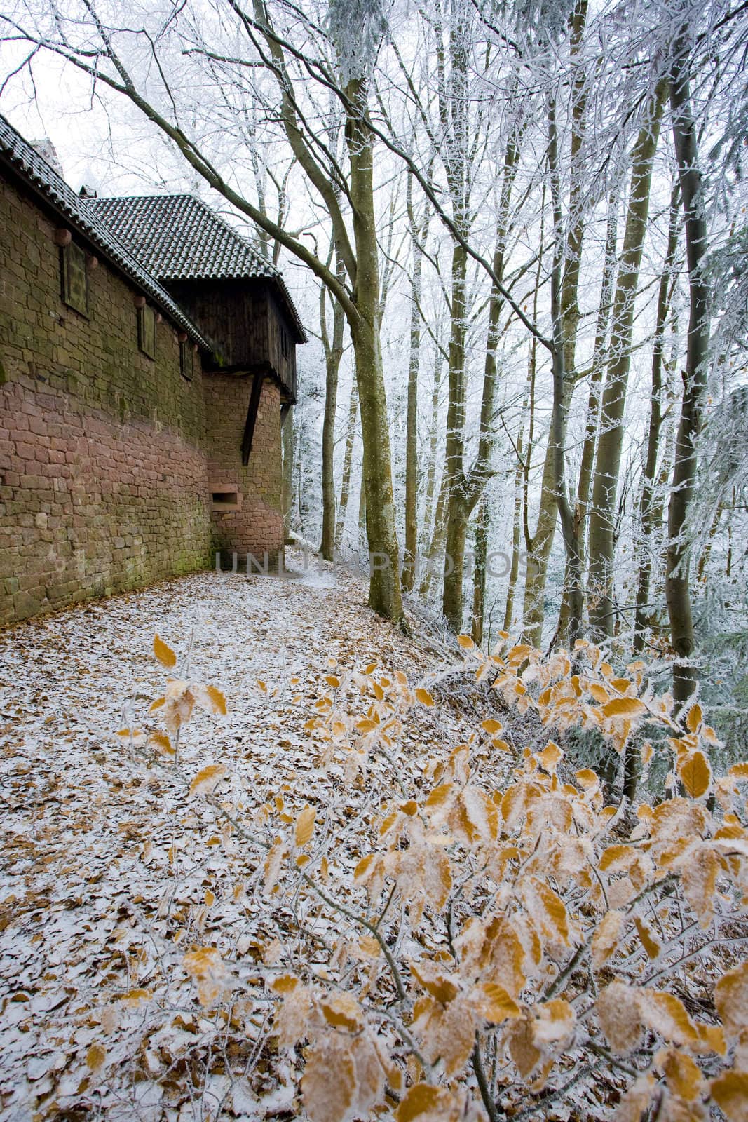 Haut-Koenigsbourg Castle, Alsace, France