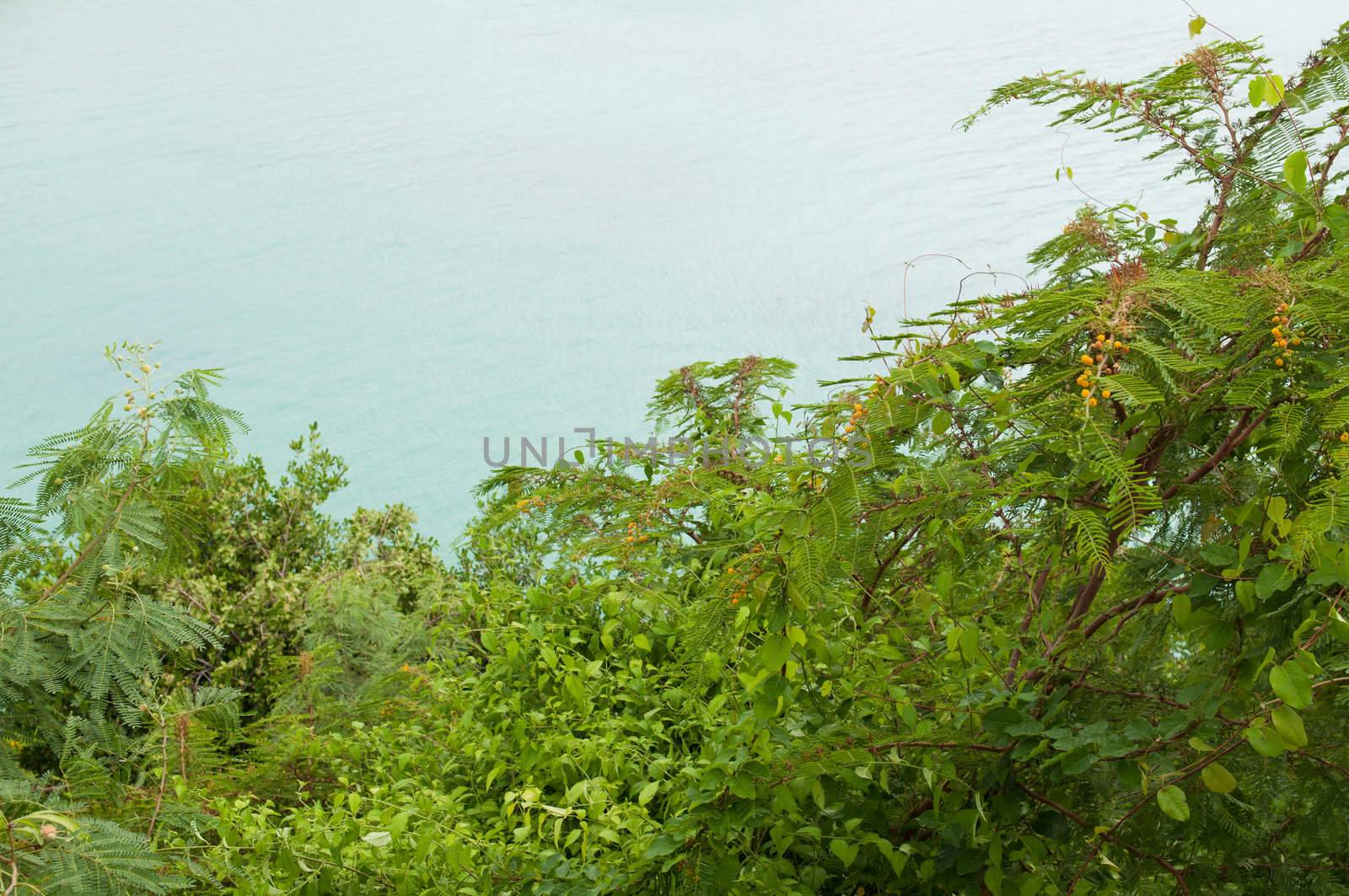 gorgeous nature flora, evergreen shrub Acacia Dealbata (Mimosa) at a lagoon (Antigua, Caribbean)