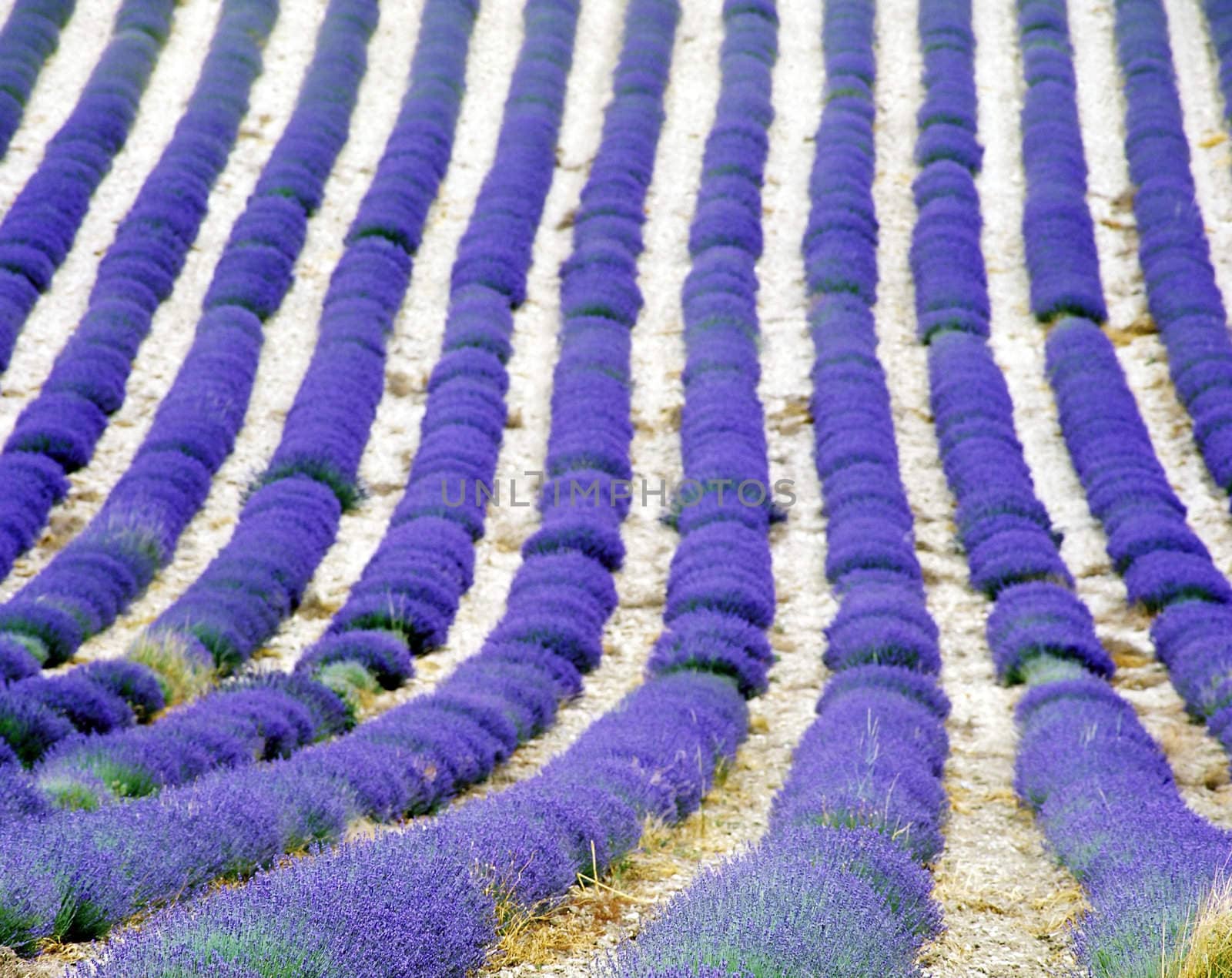lavender field, Provence, France