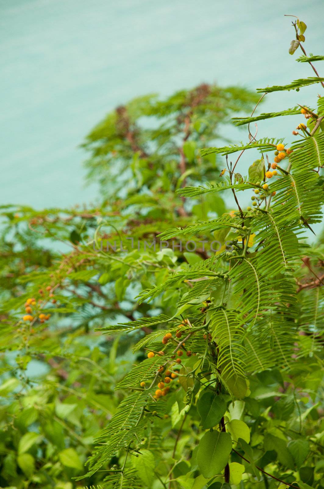 Mimosa (Acacia Dealbata), evergreen shrub at a lagoon (Antigua, Caribbean)