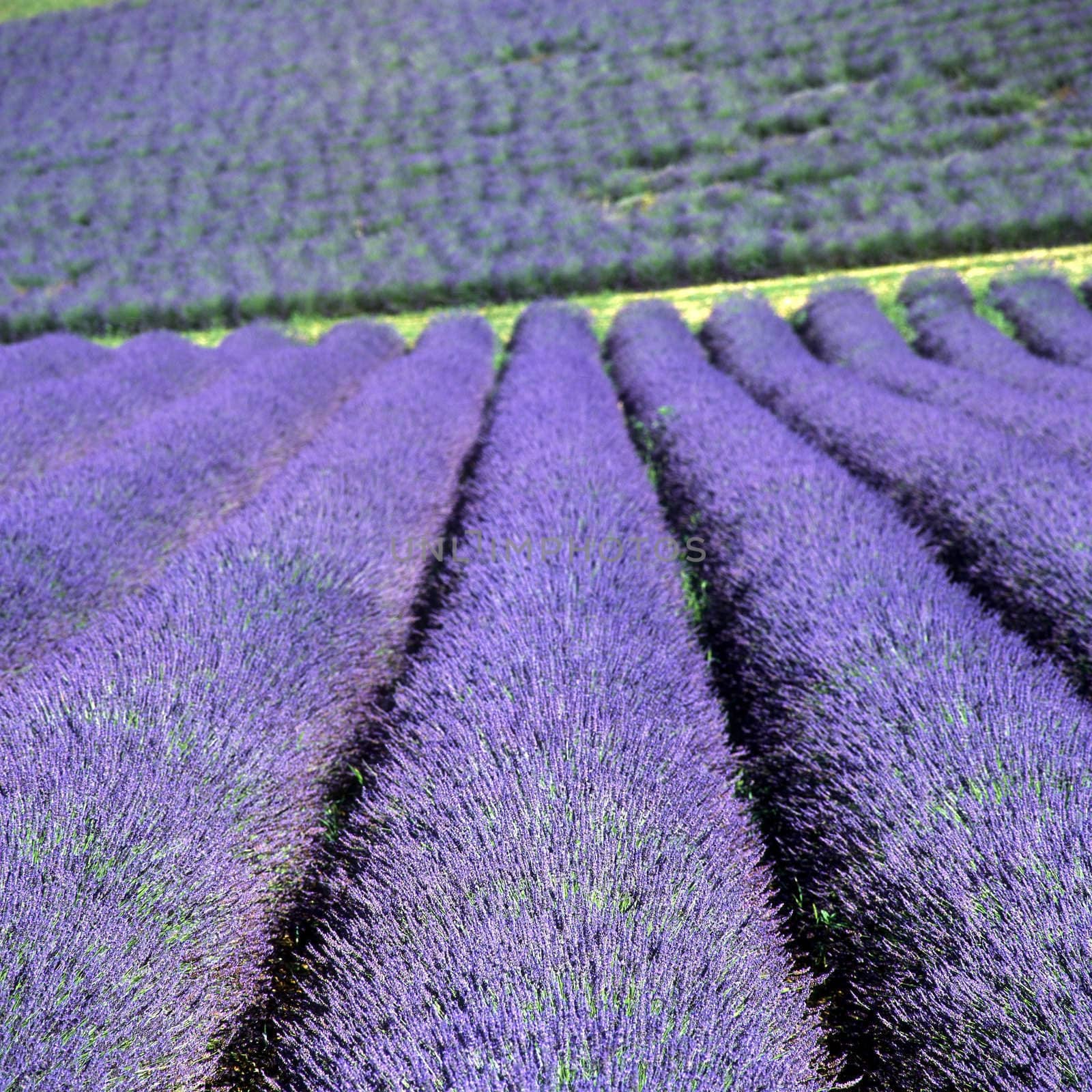 lavender field, Plateau de Valensole, Provence, France by phbcz