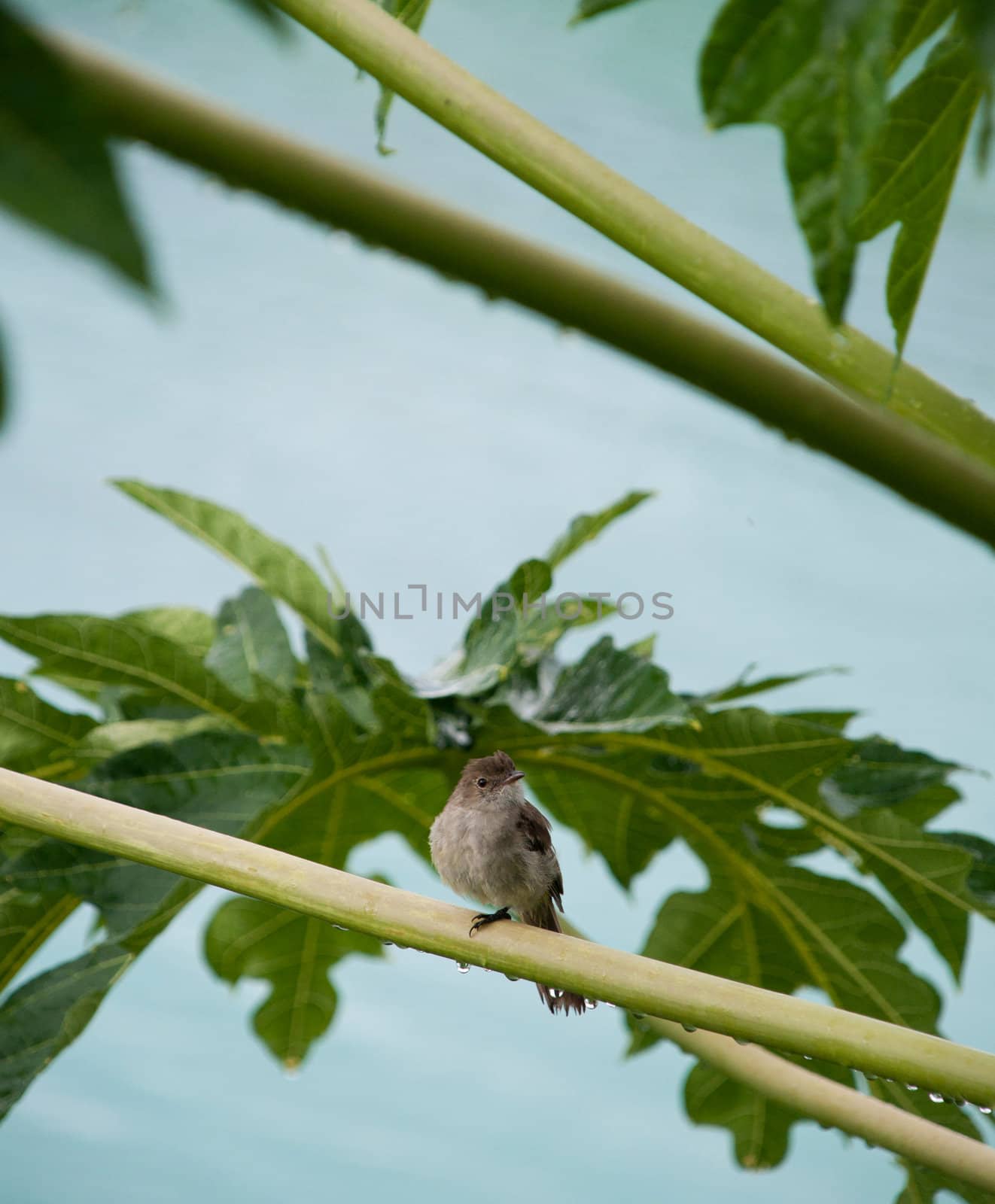 Caribbean Elaenia (Elaenia martinica) bird sitting on a papaya tree branch, Antigua (Caribbean)