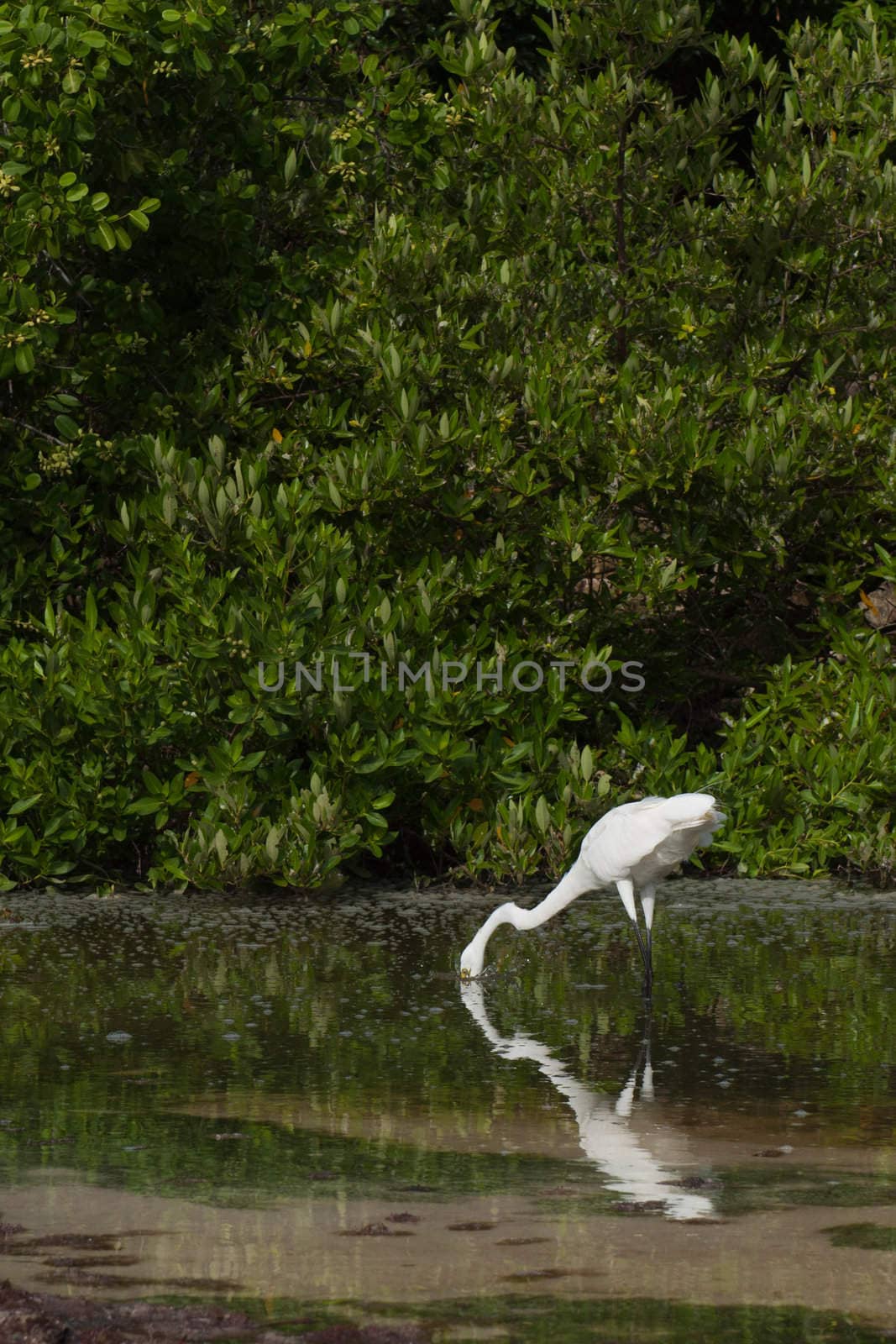 white Great Egret (Ardea alba) bird in a tropical lake fishing (water splashing) in Antigua, Caribbean
