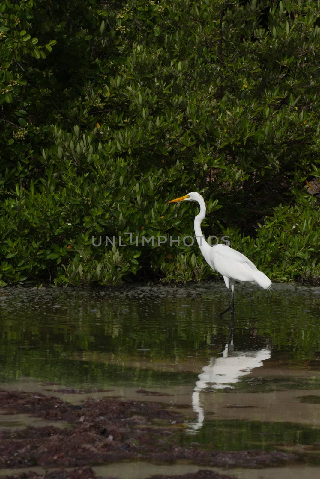 white Great Egret (Ardea alba) bird in a tropical lake (wildlife scenery) in Antigua, Caribbean