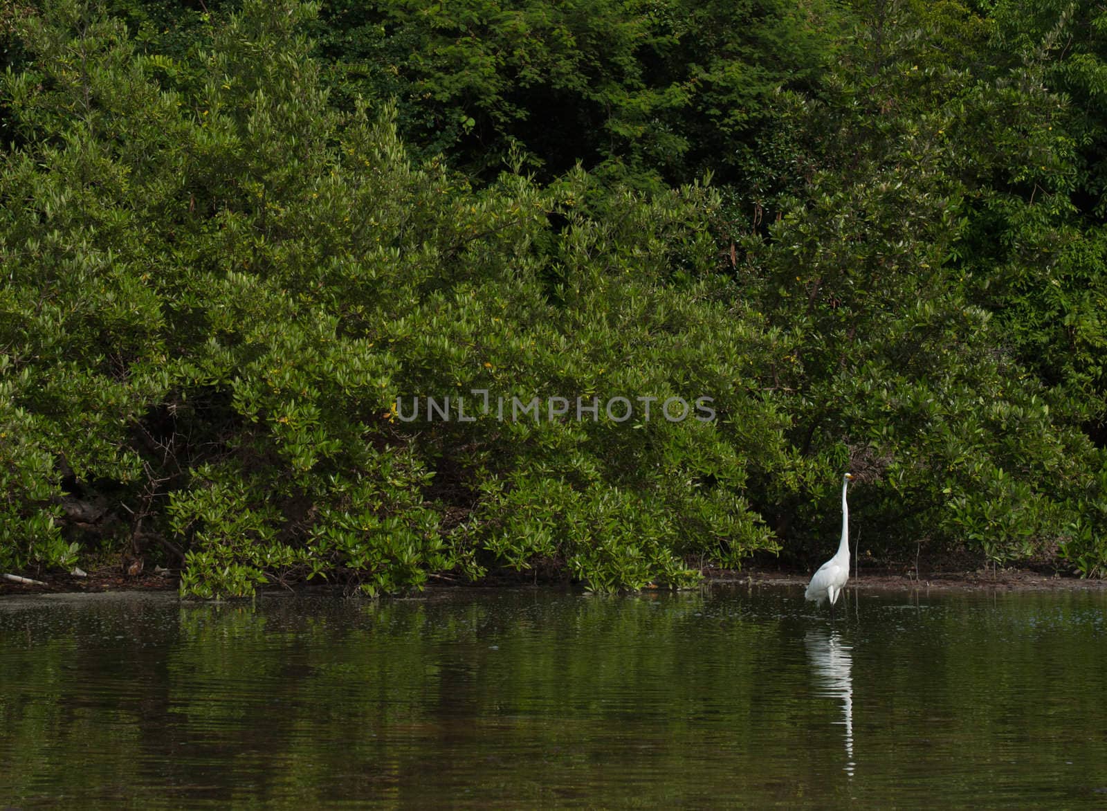 white Great Egret (Ardea alba) bird in a tropical lake (wildlife scenery) in Antigua, Caribbean