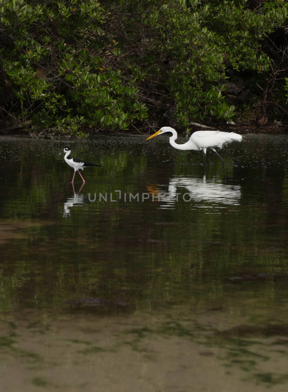 Great Egret (Ardea alba) and Black-necked Stilt (Himantopus mexicanus) birds in a tropical lake in Antigua, Caribbean