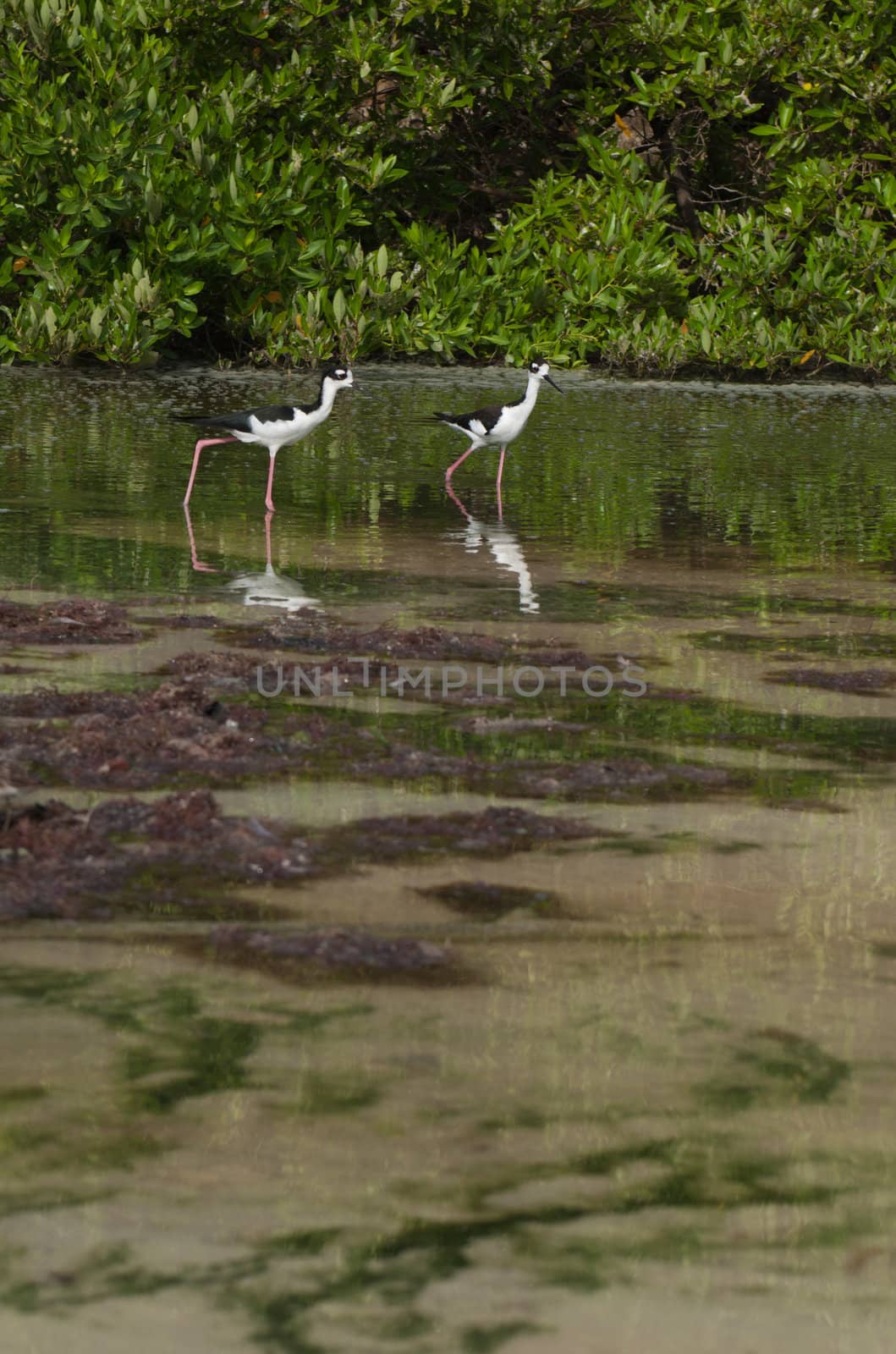two Black-necked Stilt (Himantopus mexicanus) birds in a tropical lake in Antigua, Caribbean