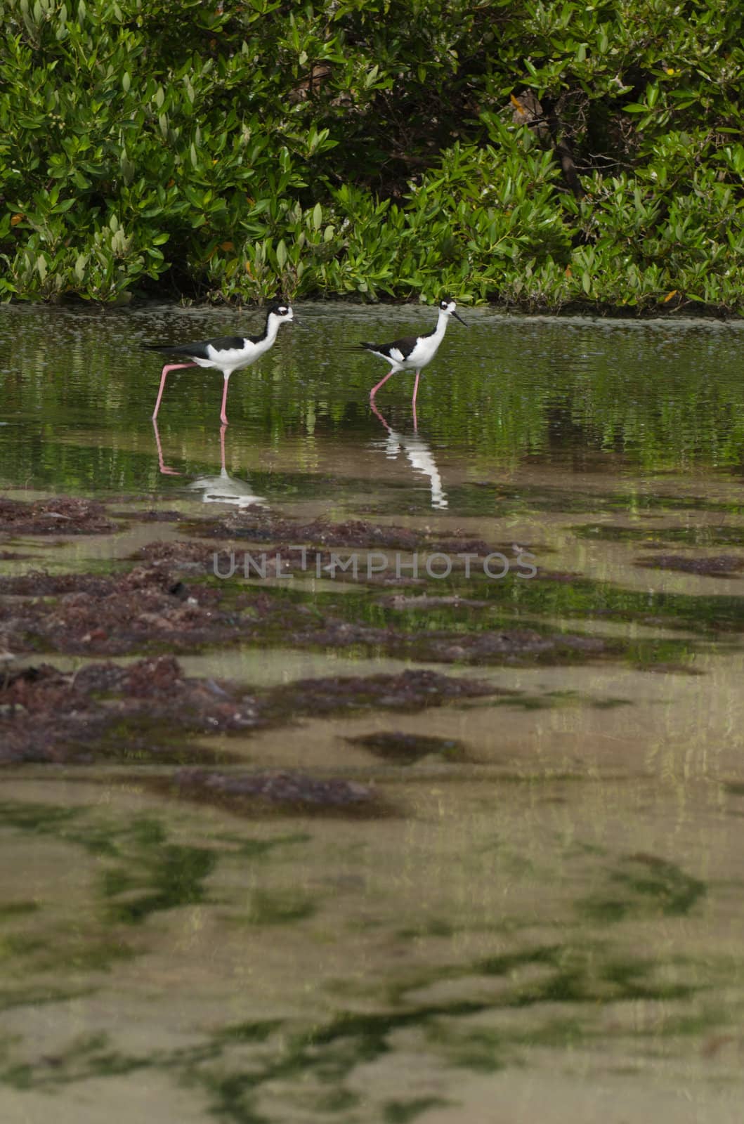 Black-necked Stilt by luissantos84