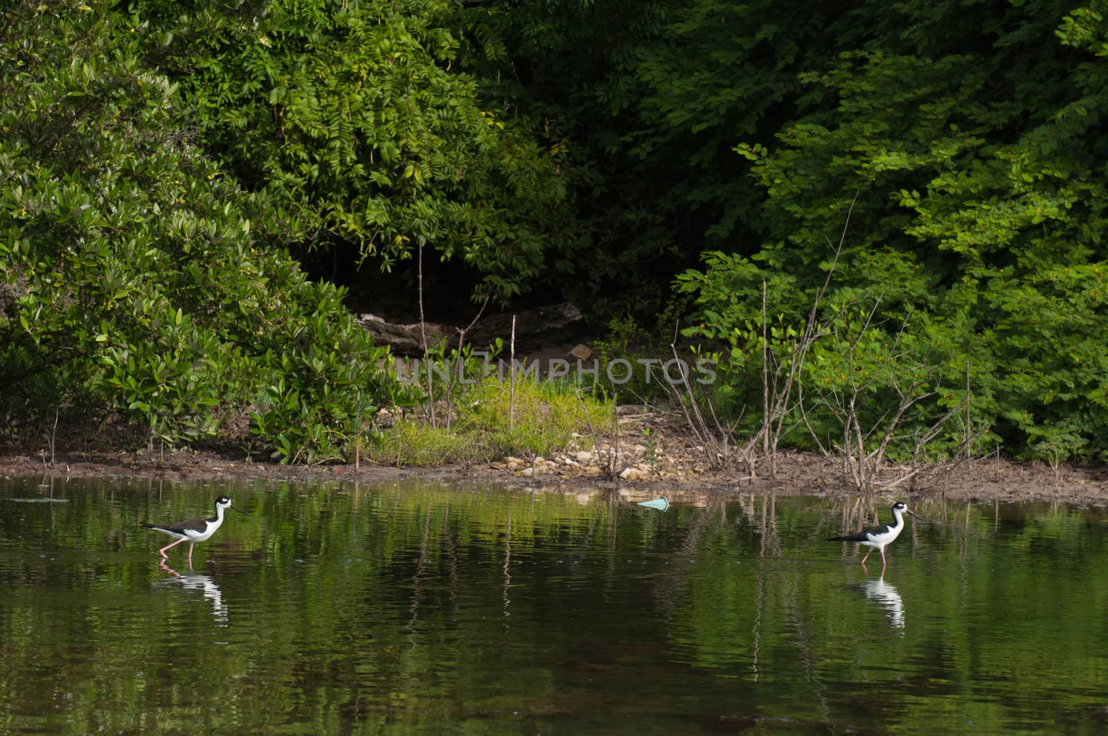 two Black-necked Stilt (Himantopus mexicanus) birds in a tropical lake in Antigua, Caribbean