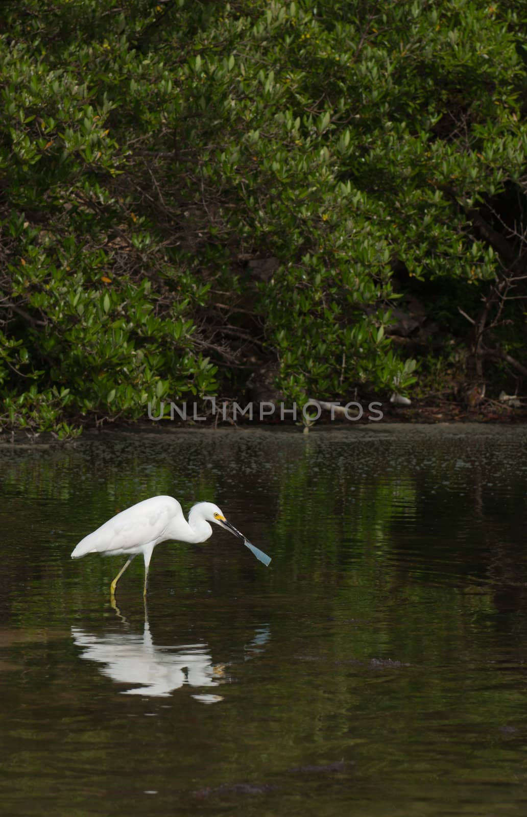 white Heron bird in a tropical lake (wildlife scenery) in Antigua, Caribbean