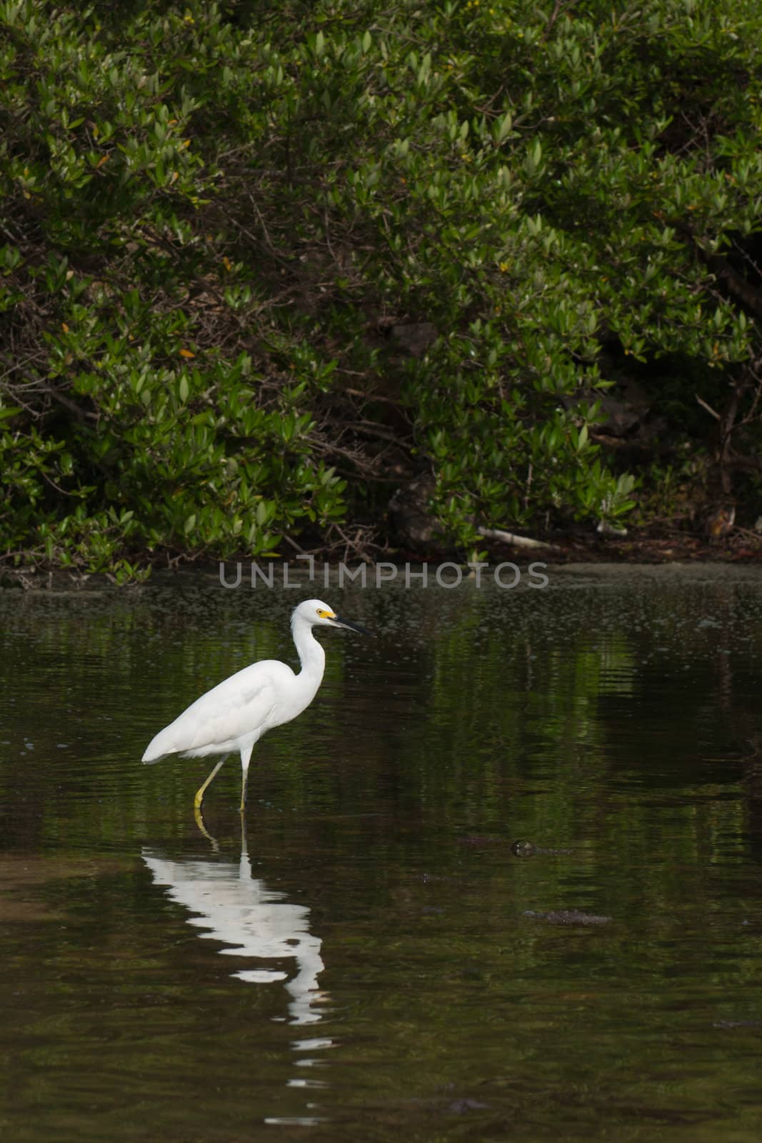 white Heron bird in a tropical lake (wildlife scenery) in Antigua, Caribbean