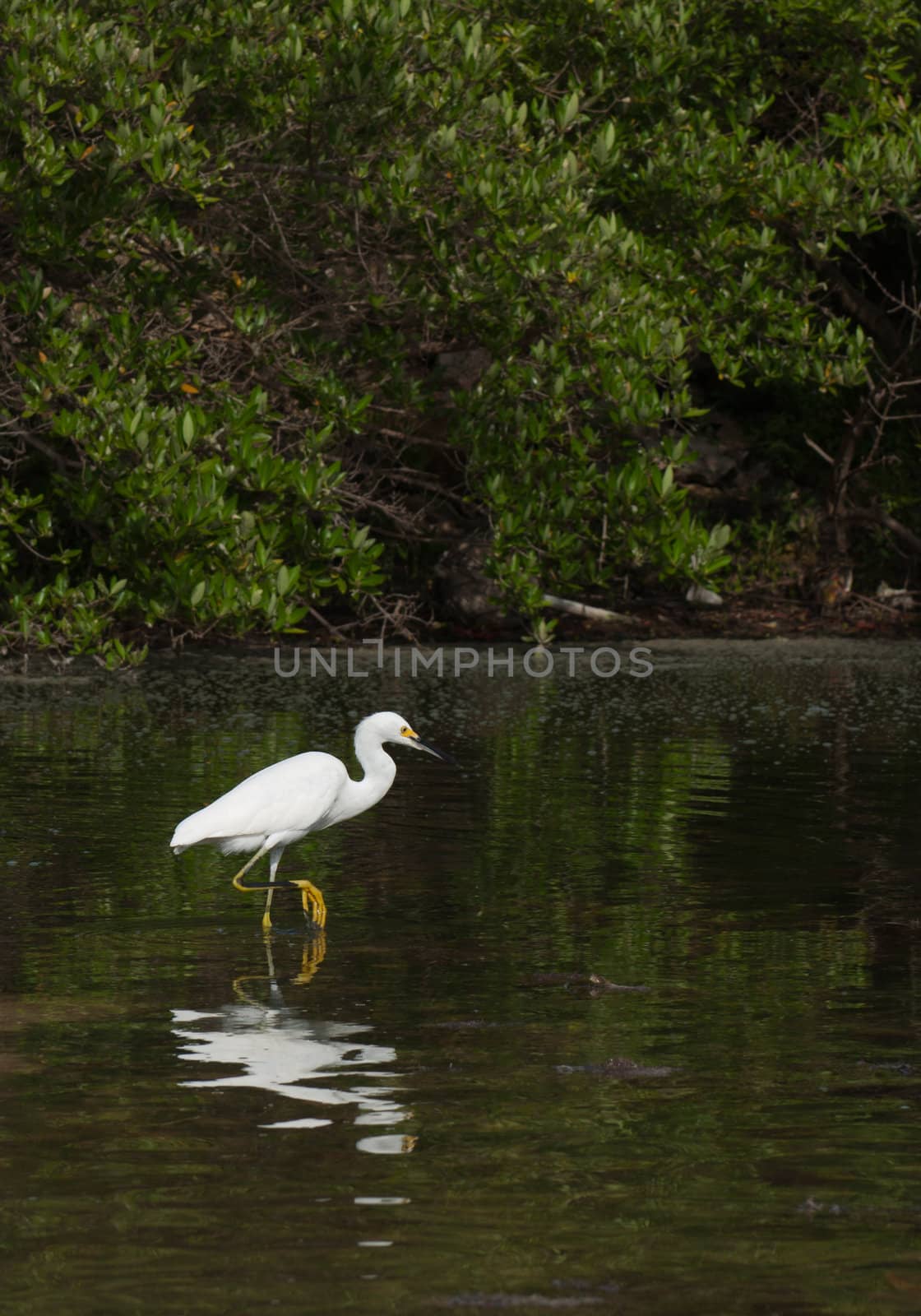 Heron by luissantos84