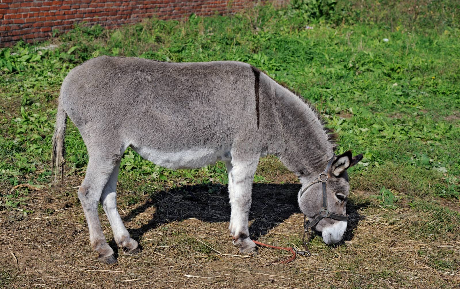 Grazed mule by mahout