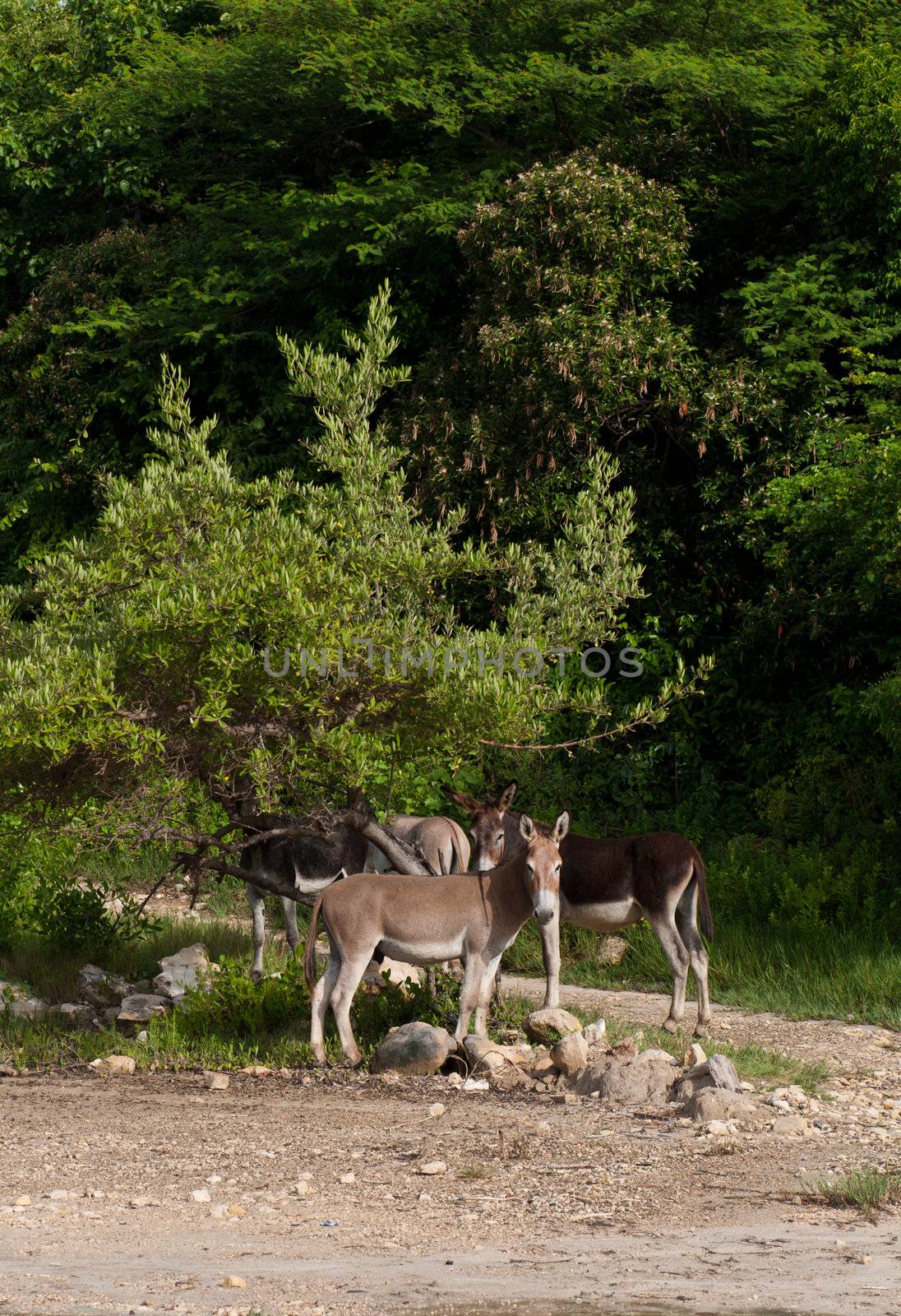 beautiful donkeys in a wildlife landscape at the countryside, Antigua (Caribbean)