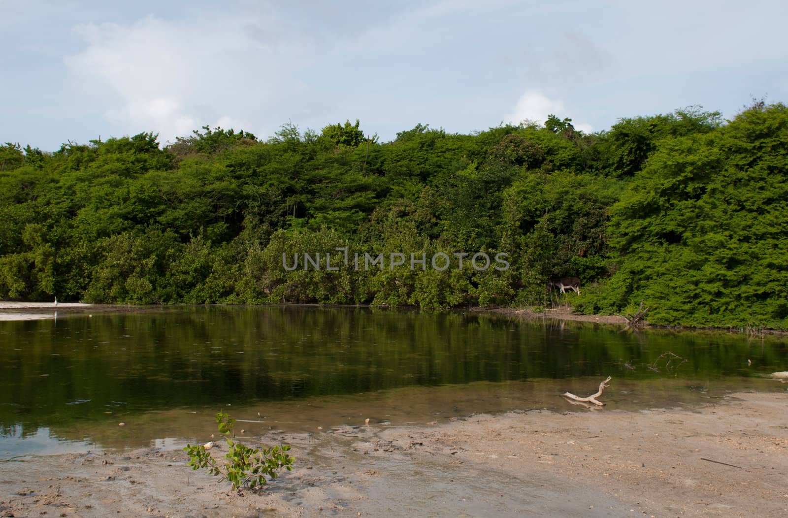 tropical green lake in a wildlife landscape, Antigua