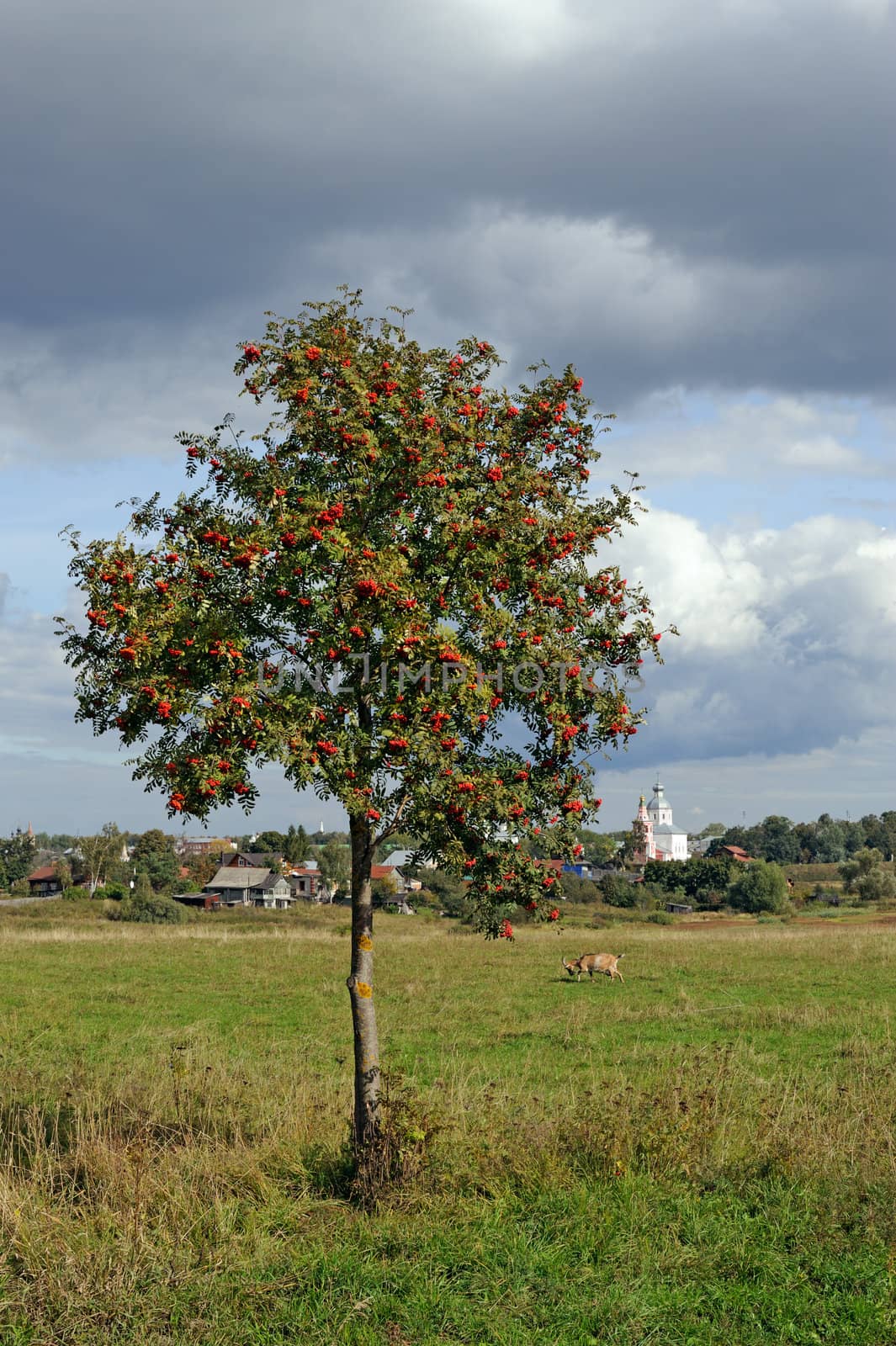 Lonely mountain ash tree on meadow and medieval Russian town Suzdal on horizon