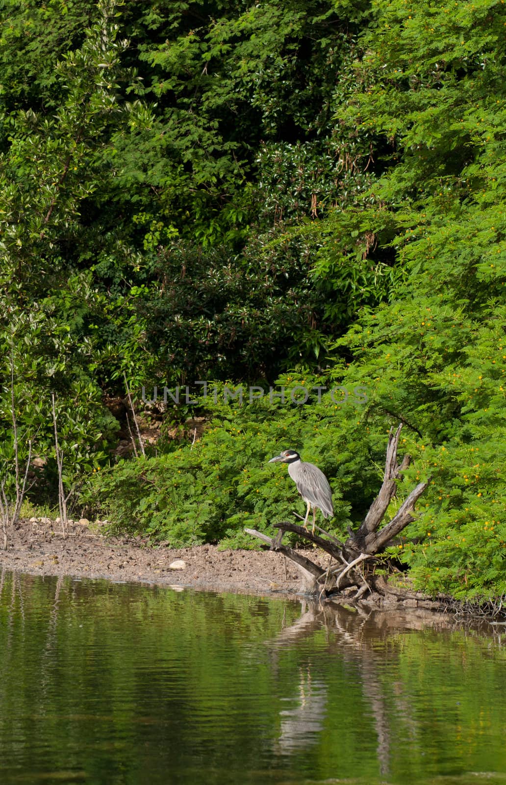 Yellow-crowned Night Heron by luissantos84