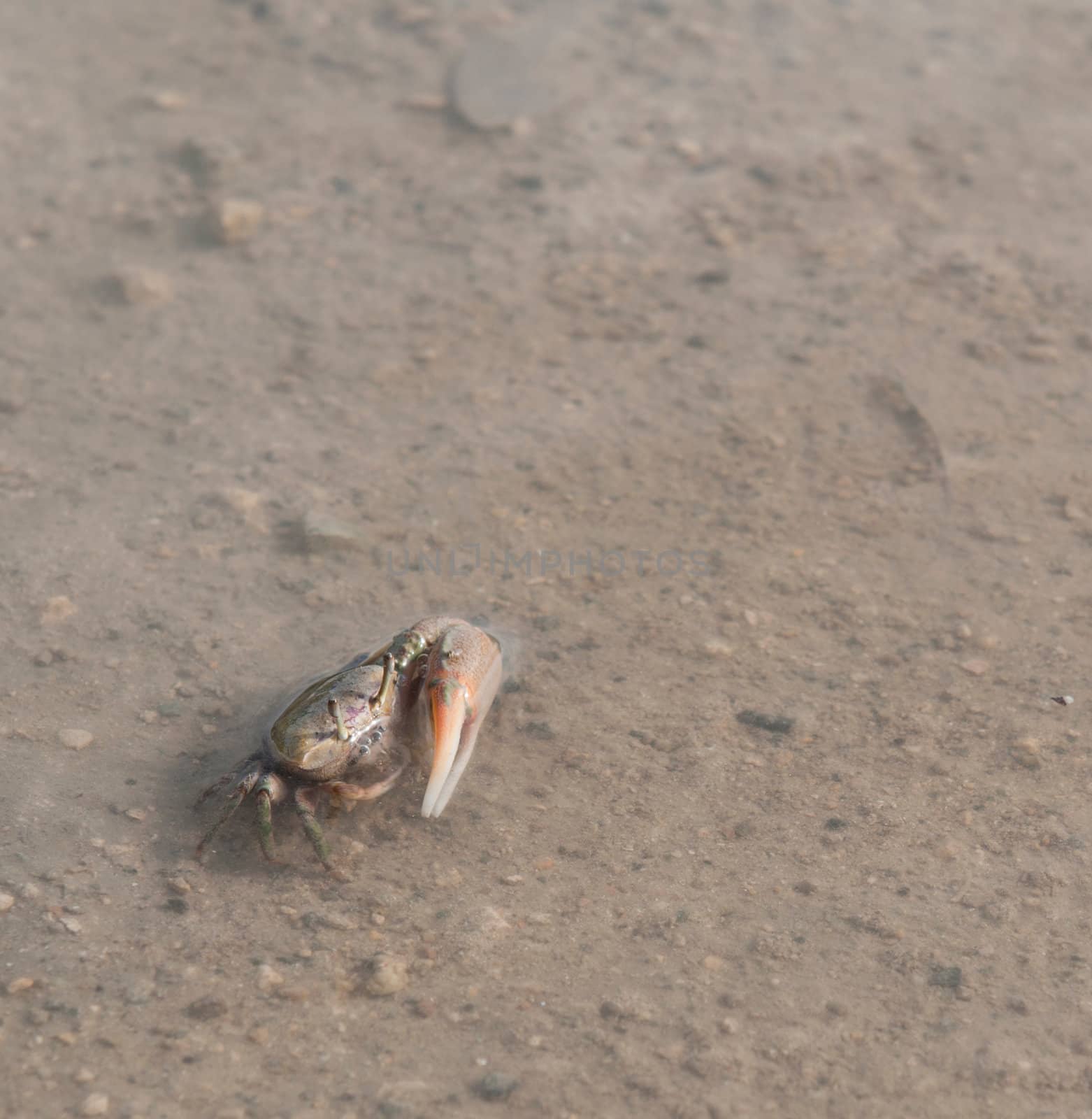 one handed crab moving in a pond (crustacean from Antigua)