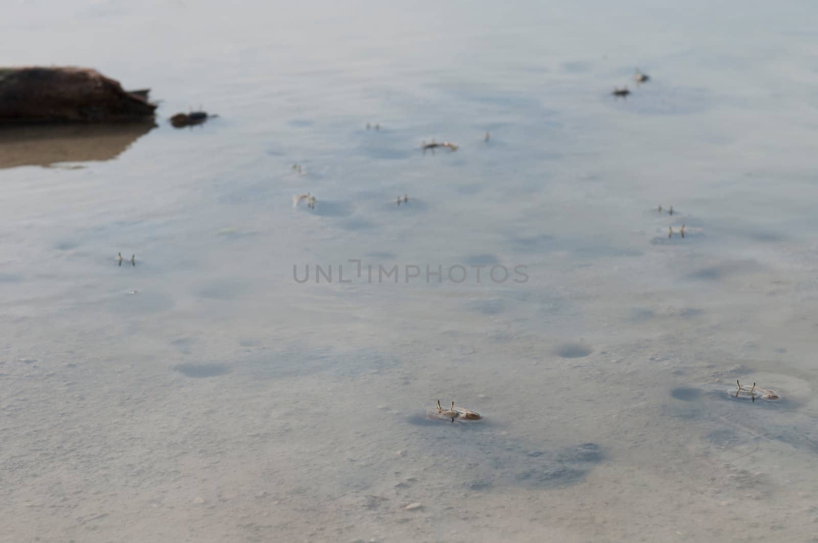 Crabs holes by luissantos84