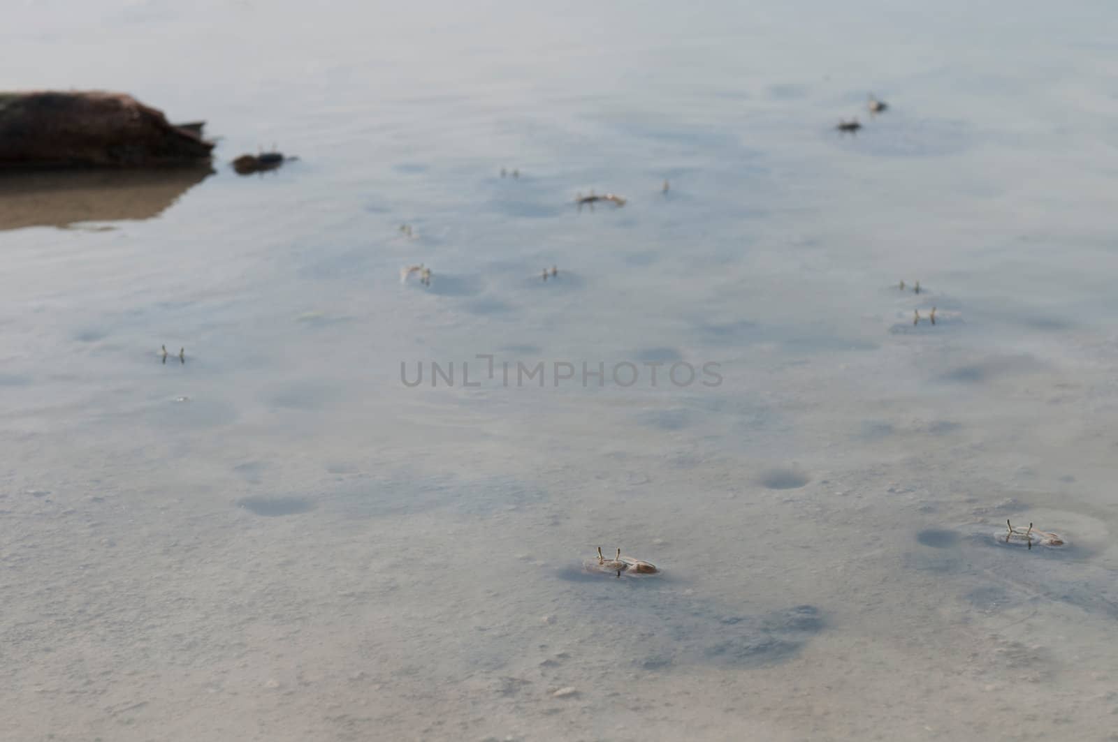 several craps protecting their holes in a pond (crustacean from Antigua)